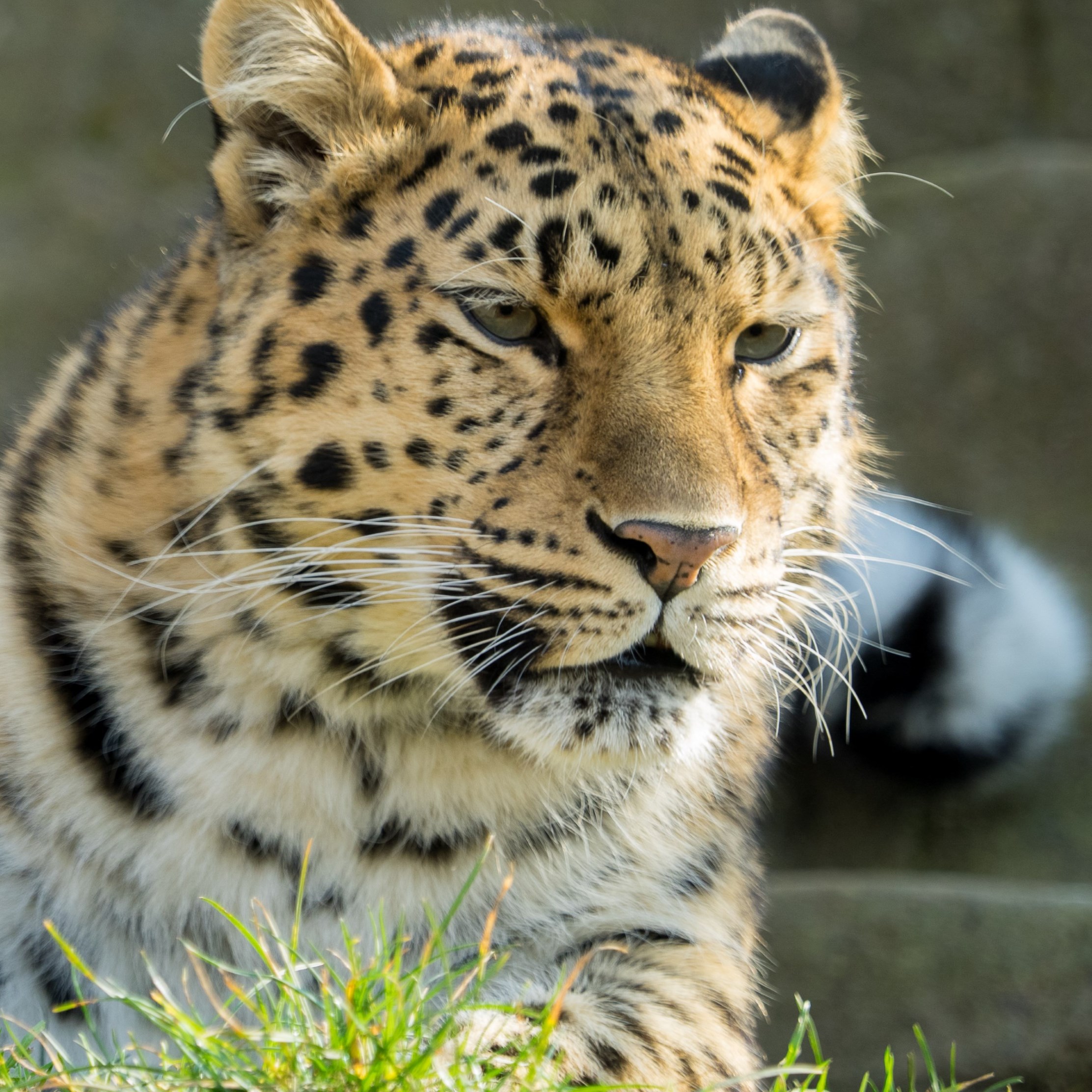 Amur Leopard Wallpapers