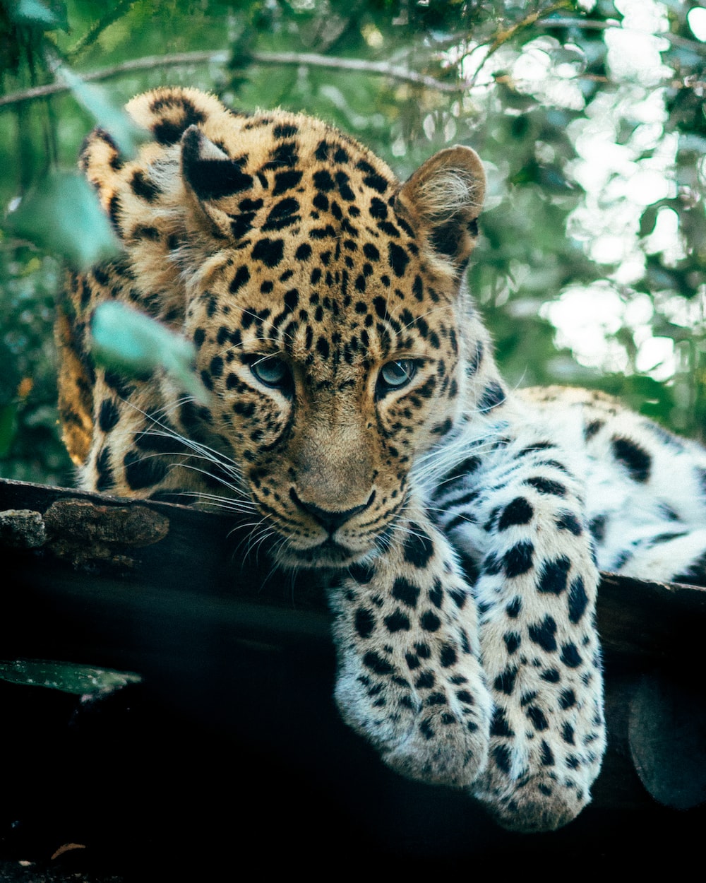 Amur Leopard Wallpapers