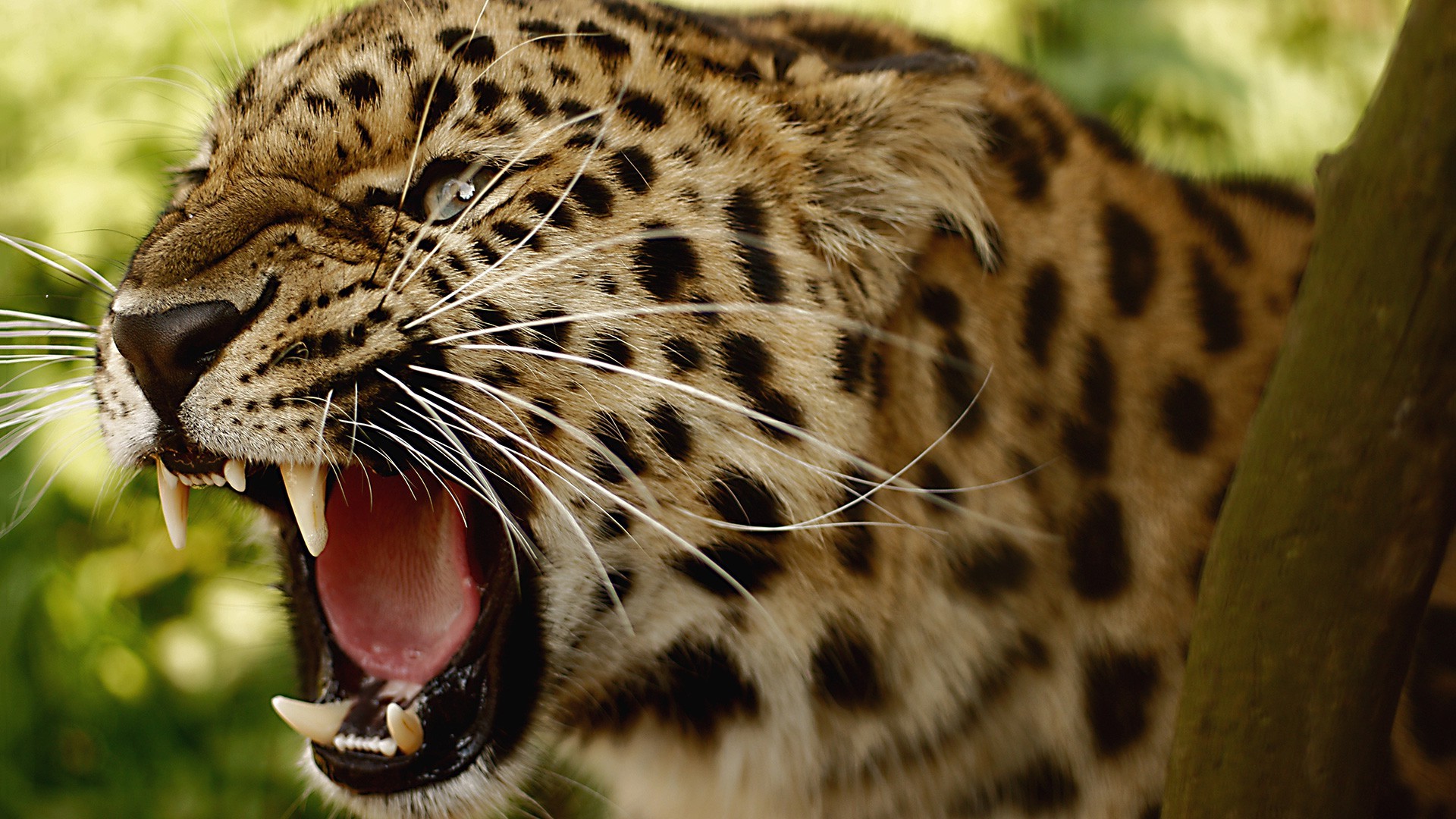 Amur Leopard Wallpapers