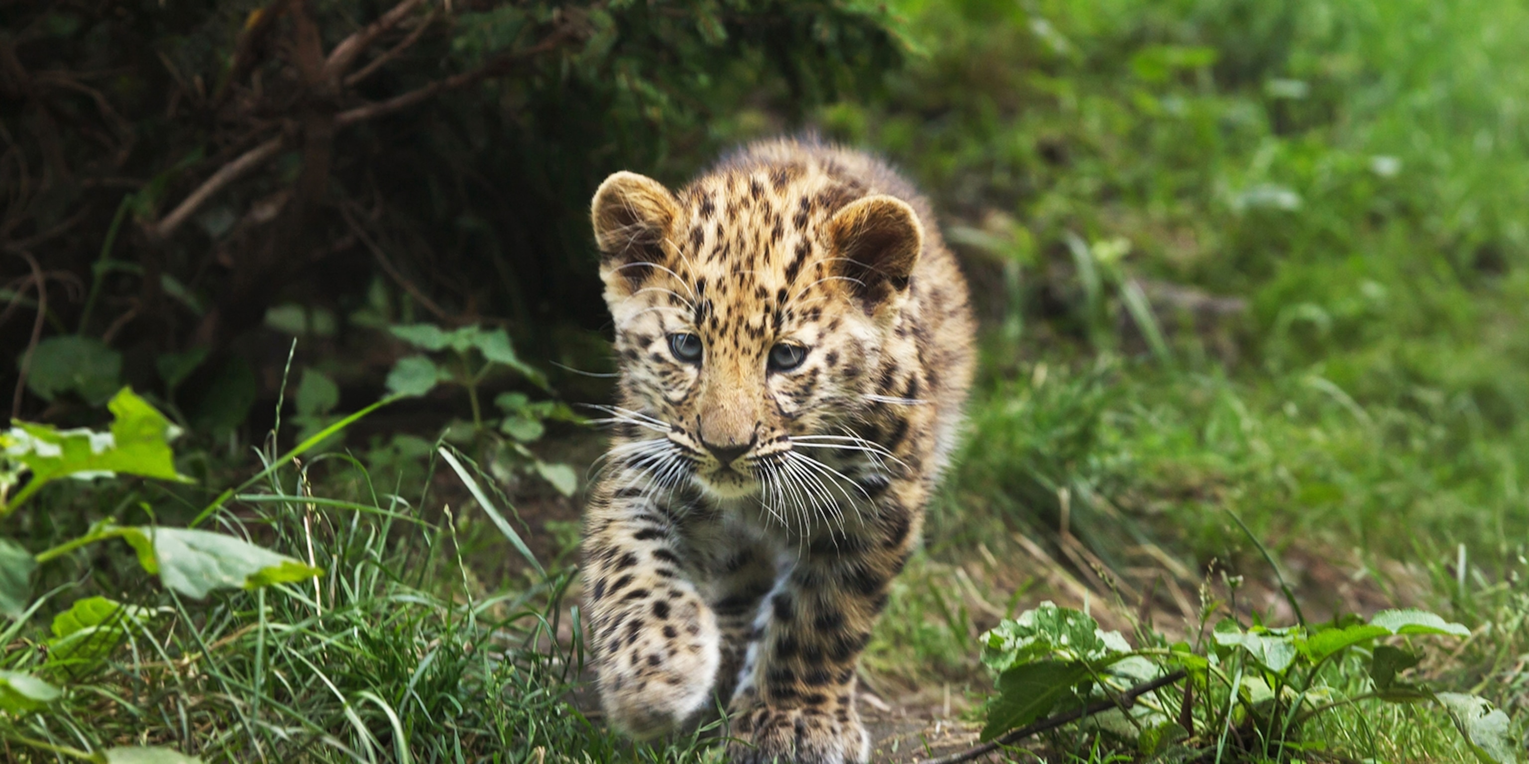 Amur Leopard Wallpapers