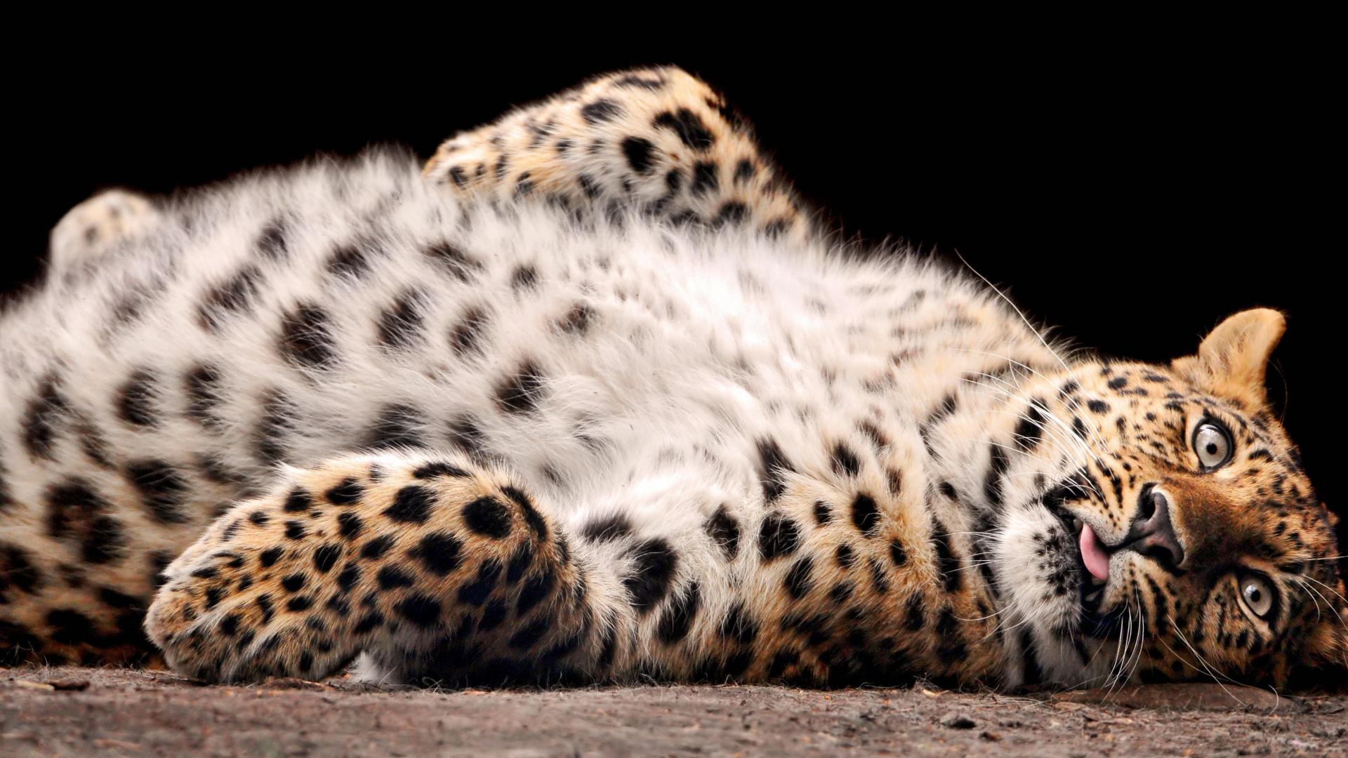 Amur Leopard Wallpapers