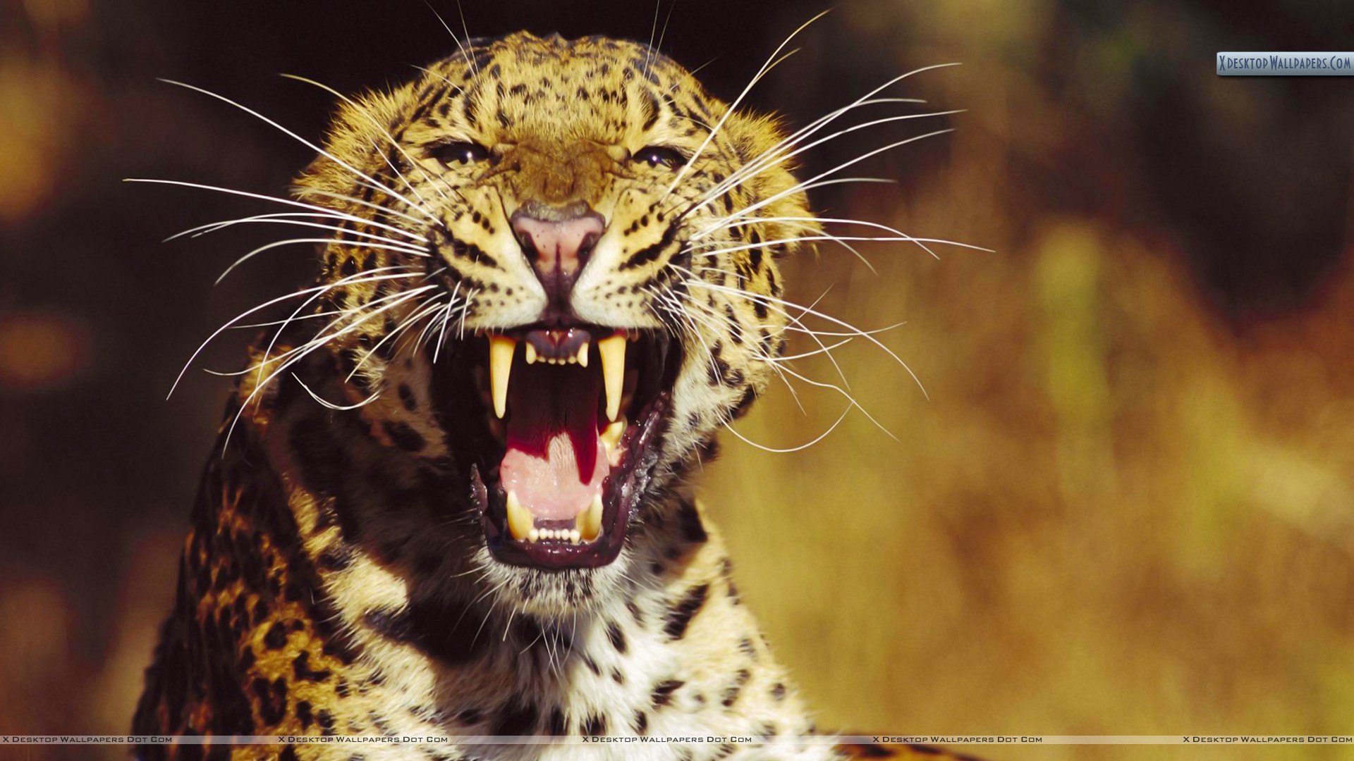 Amur Leopard Wallpapers