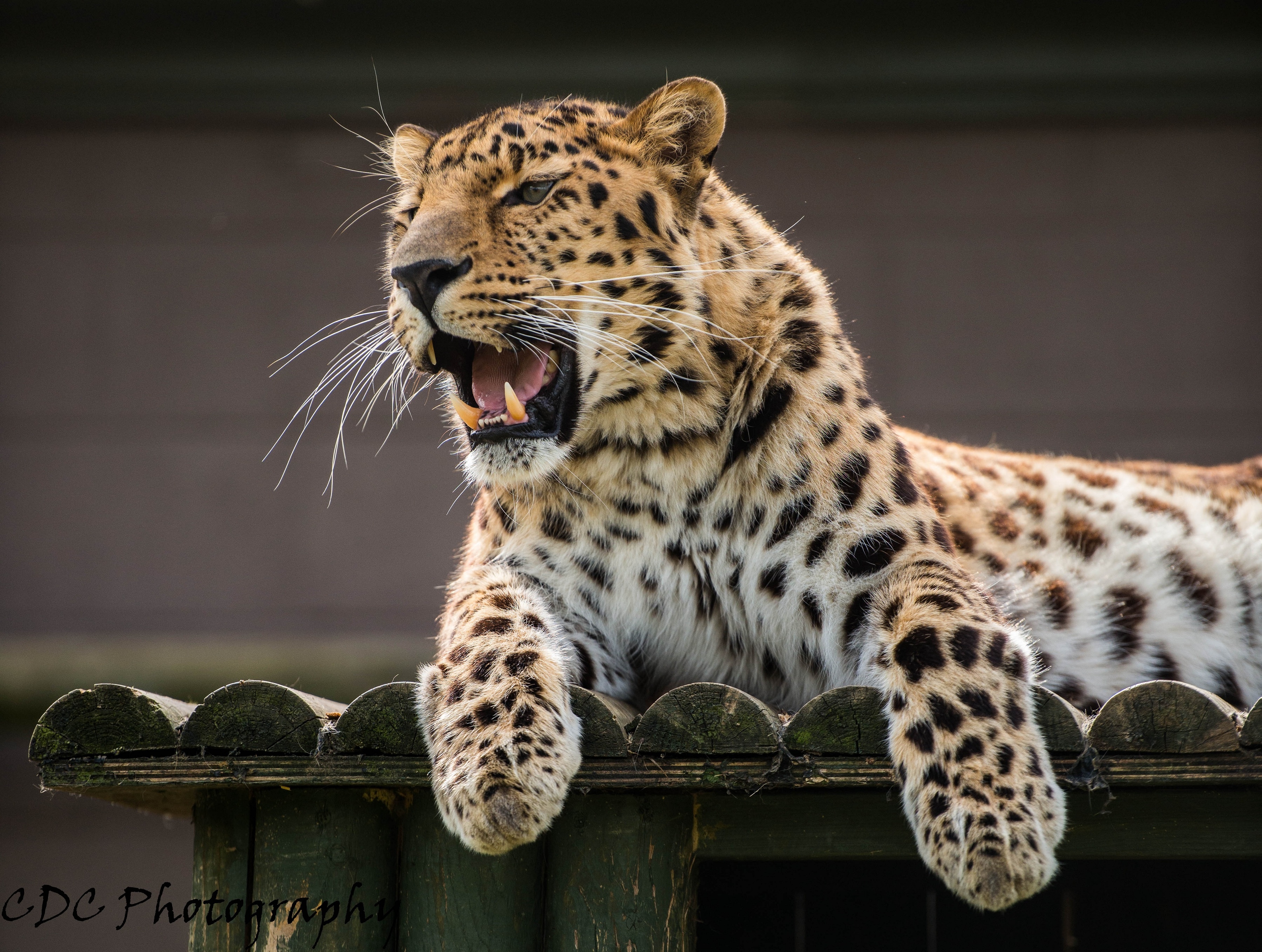 Amur Leopard Wallpapers