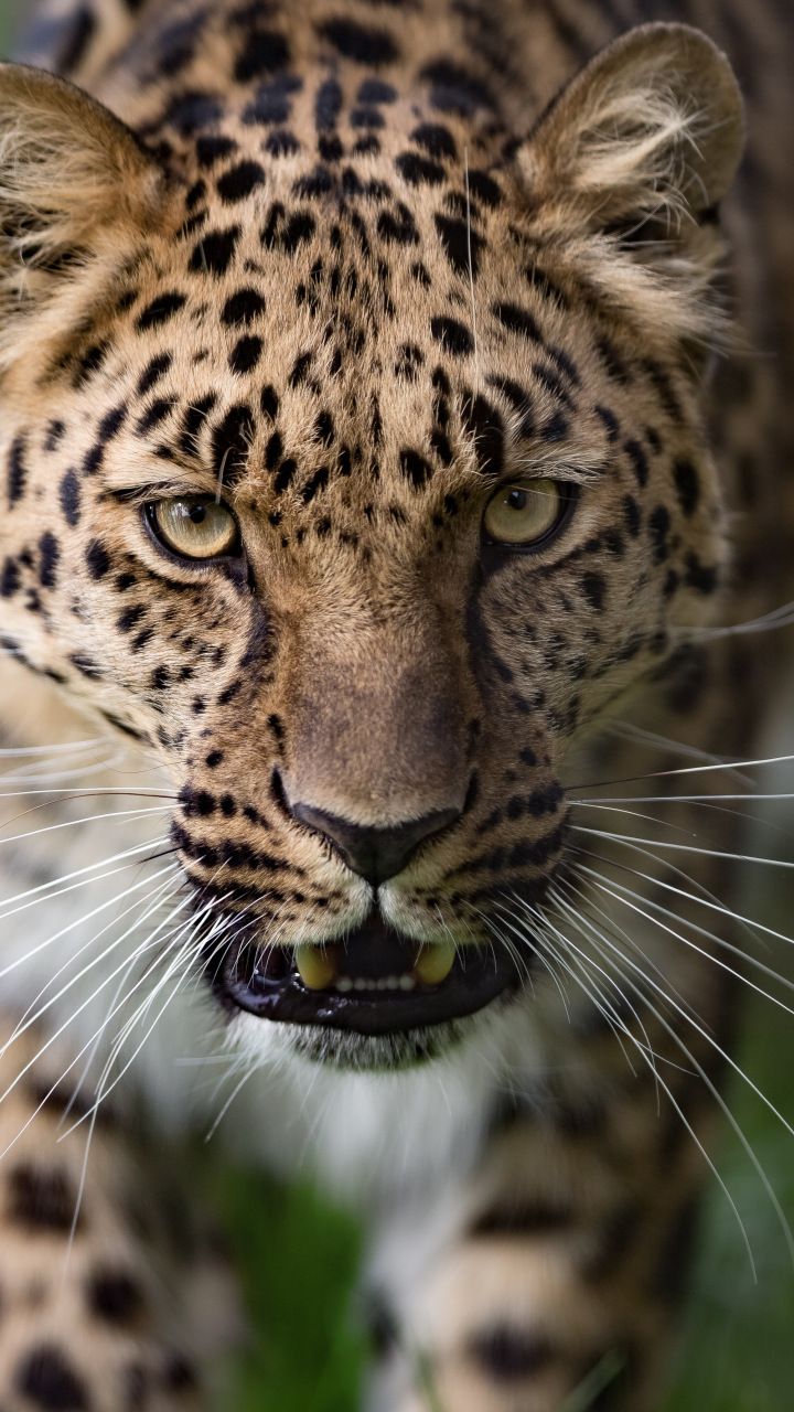 Amur Leopard Wallpapers