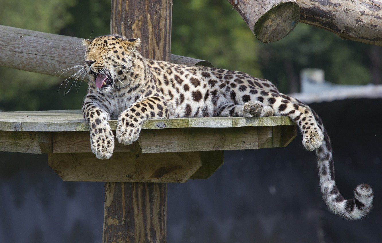 Amur Leopard Wallpapers