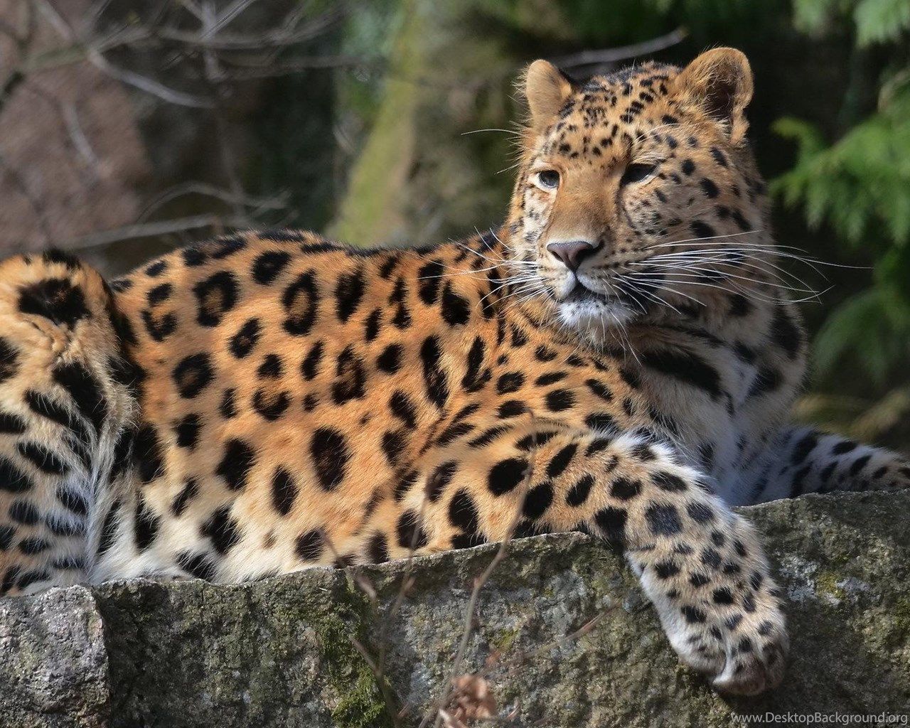 Amur Leopard Wallpapers