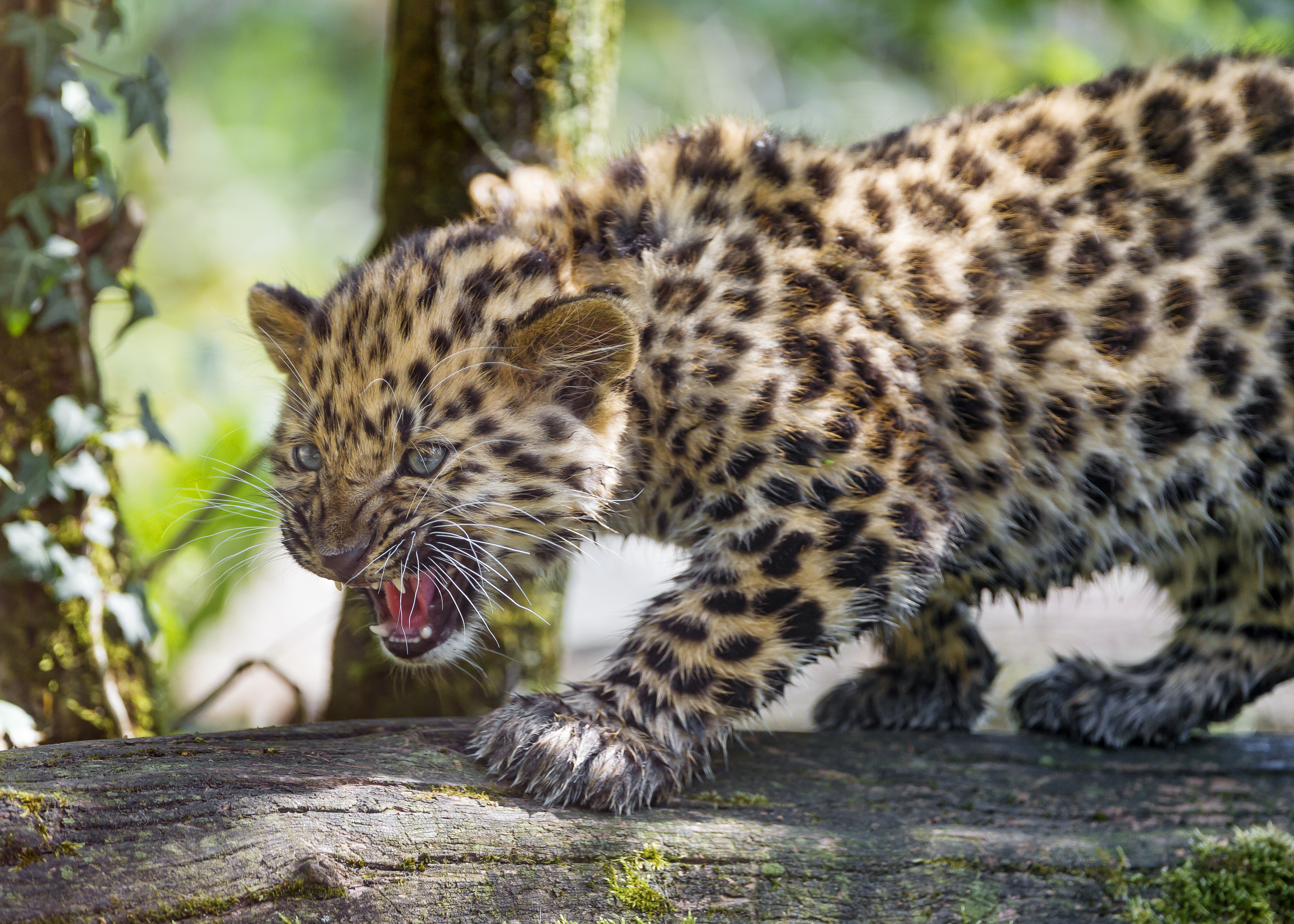 Amur Leopard Wallpapers