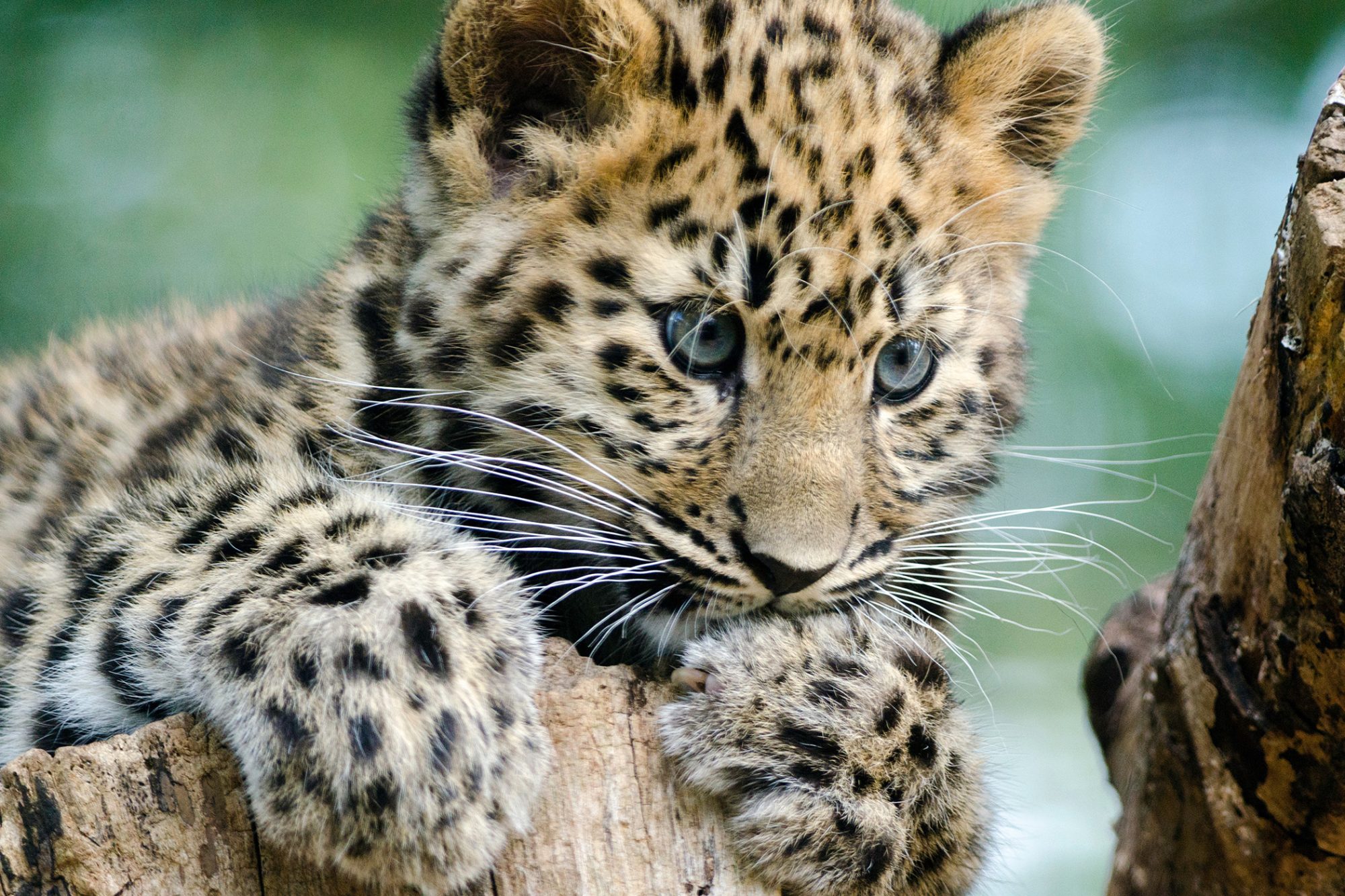 Amur Leopard Wallpapers