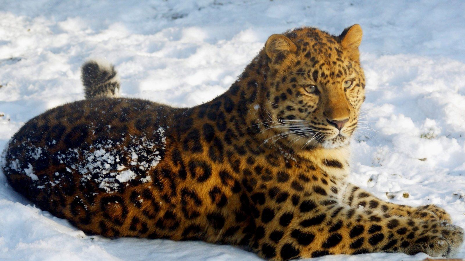 Amur Leopard Wallpapers