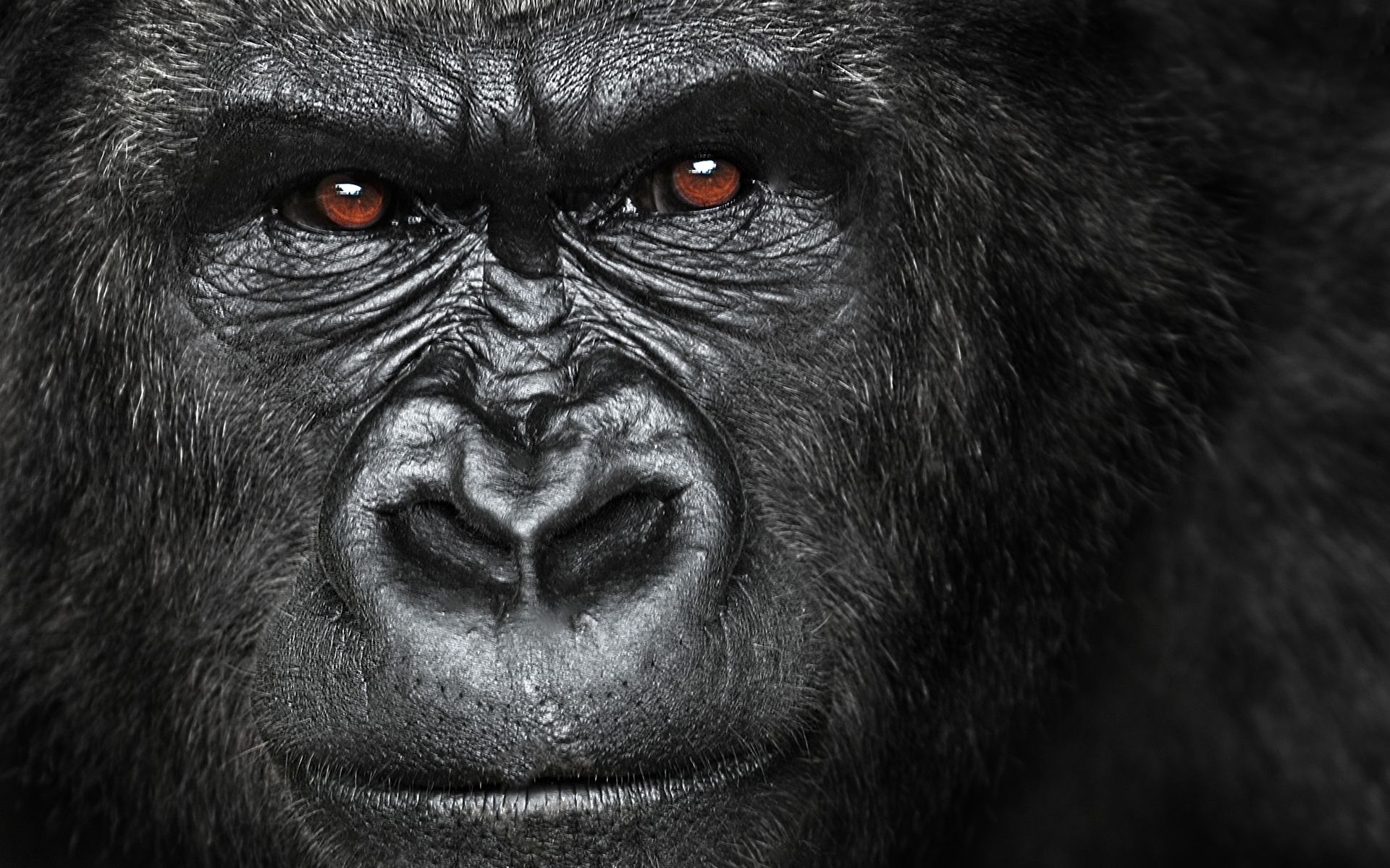 Angry Gorilla Wallpapers