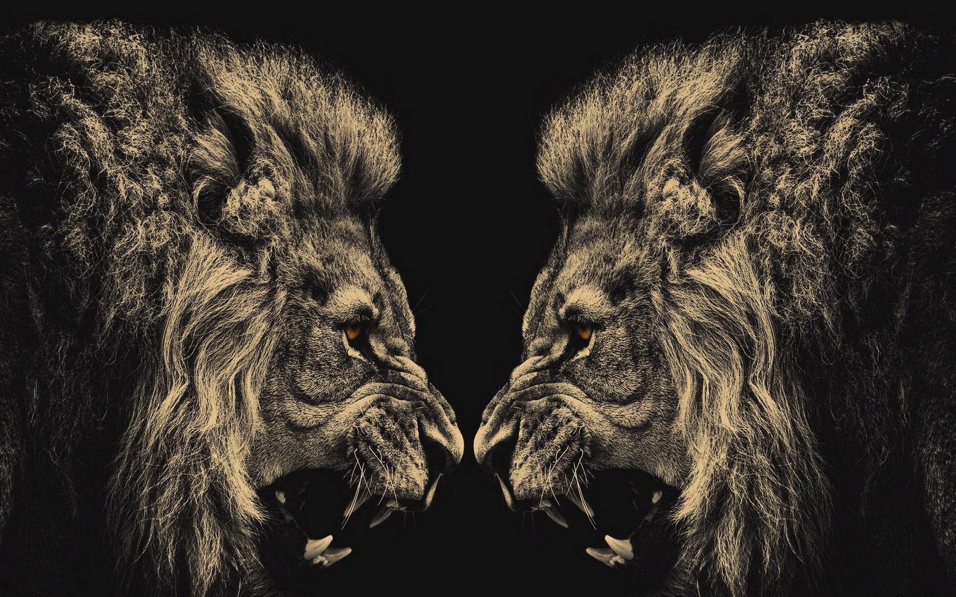 Angry Lion Art Wallpapers