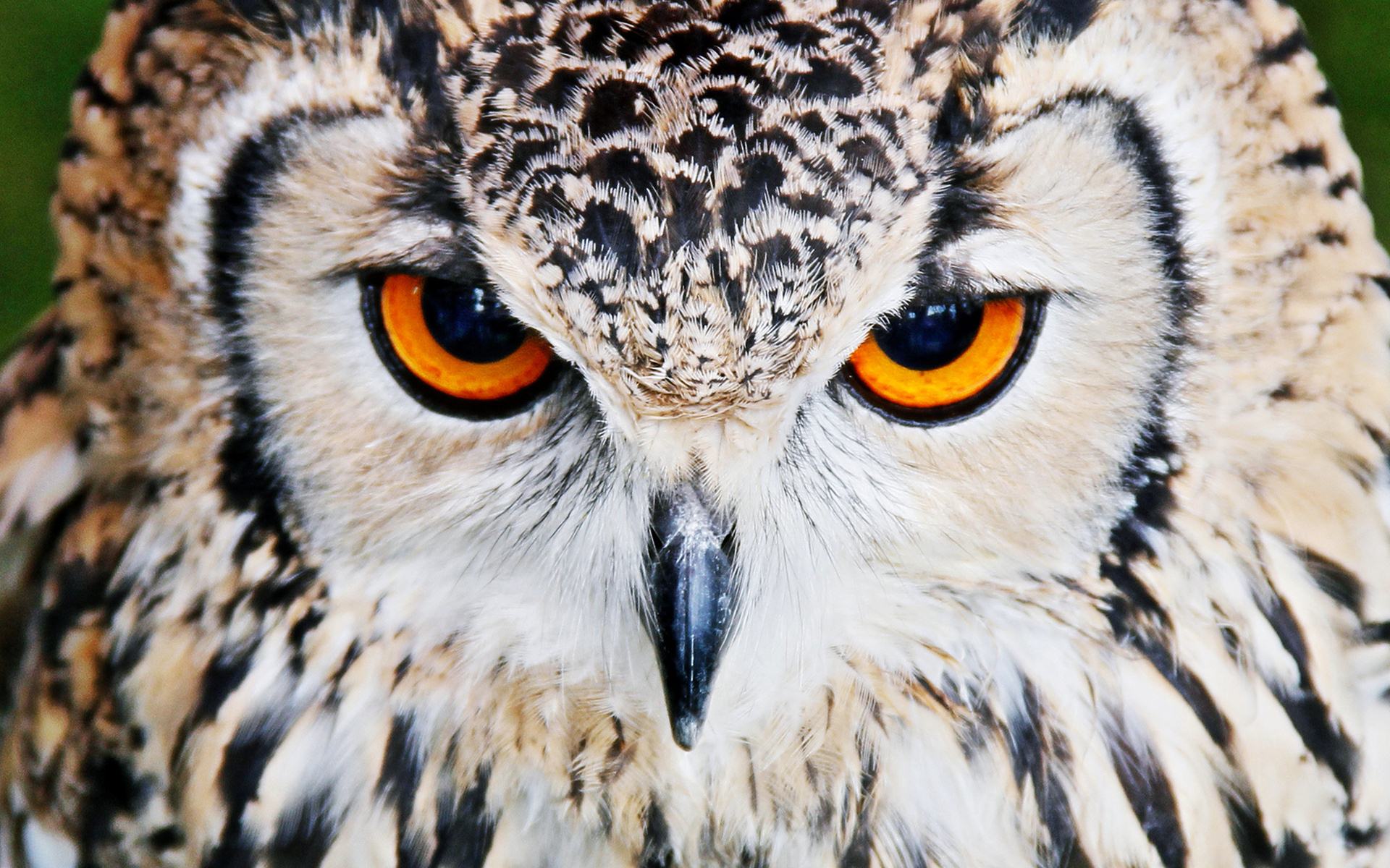 Angry Owl Face Wallpapers