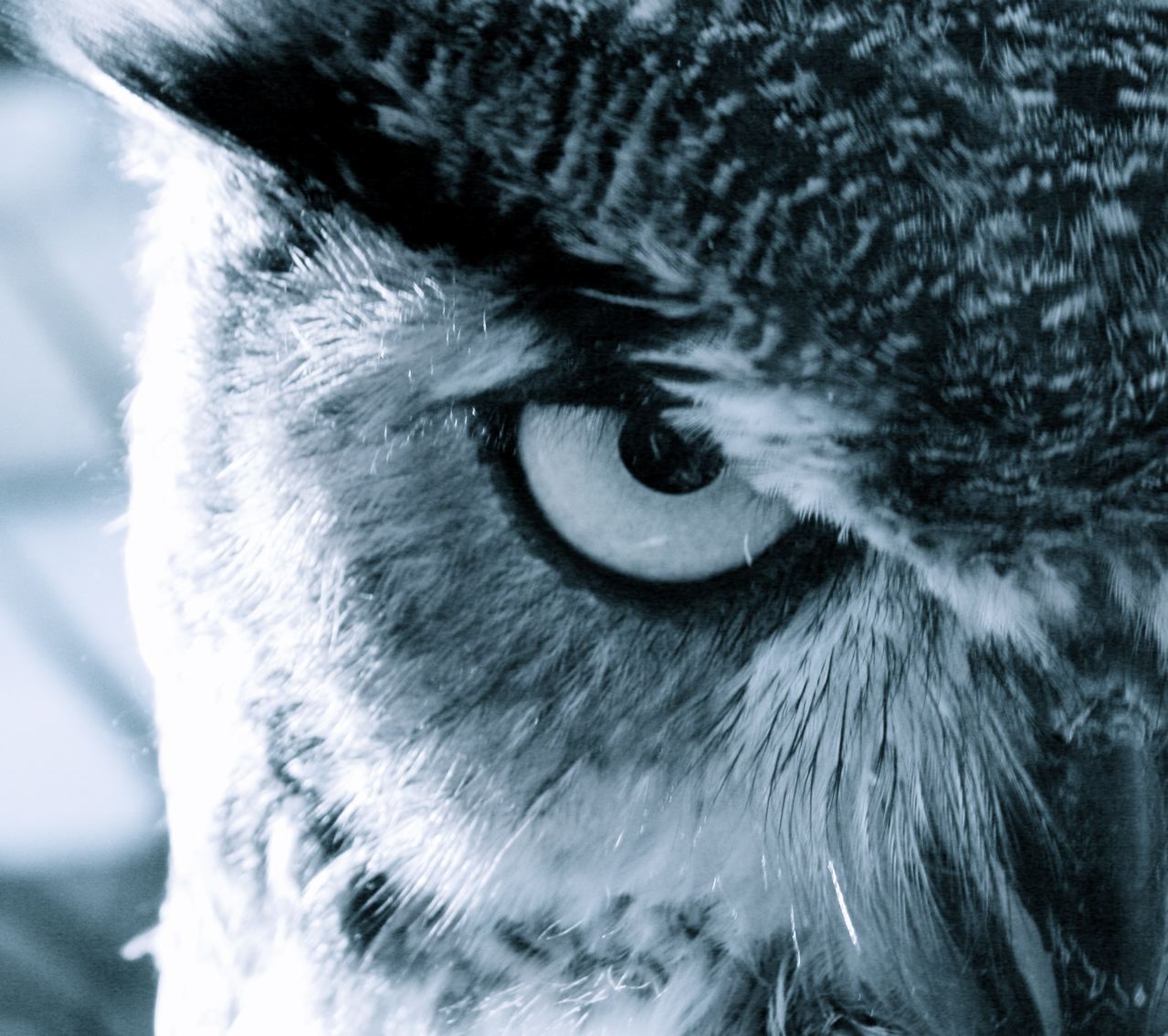 Angry Owl Face Wallpapers