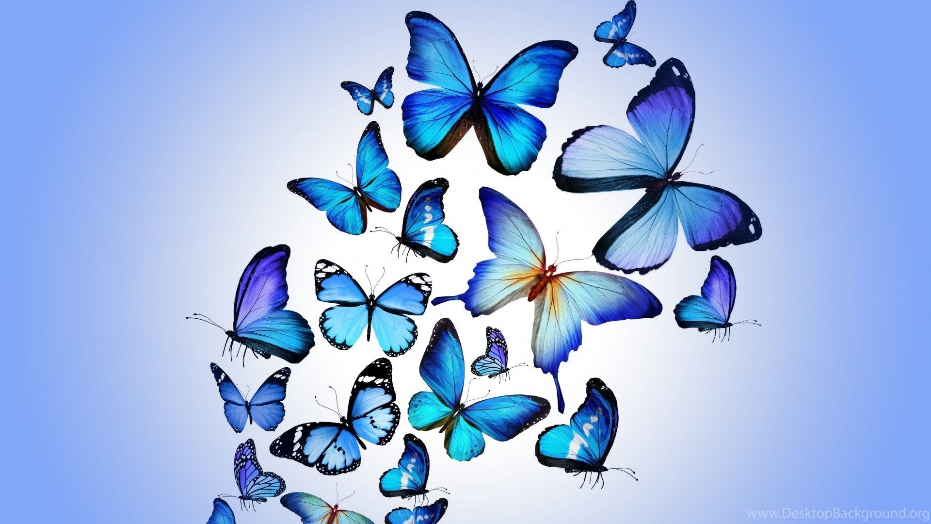 Animated Butterfly Wallpapers