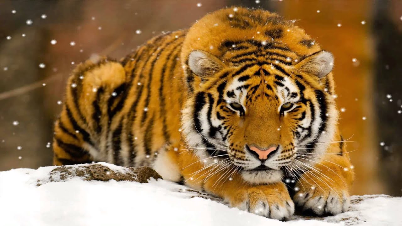 Animated Tiger Wallpapers