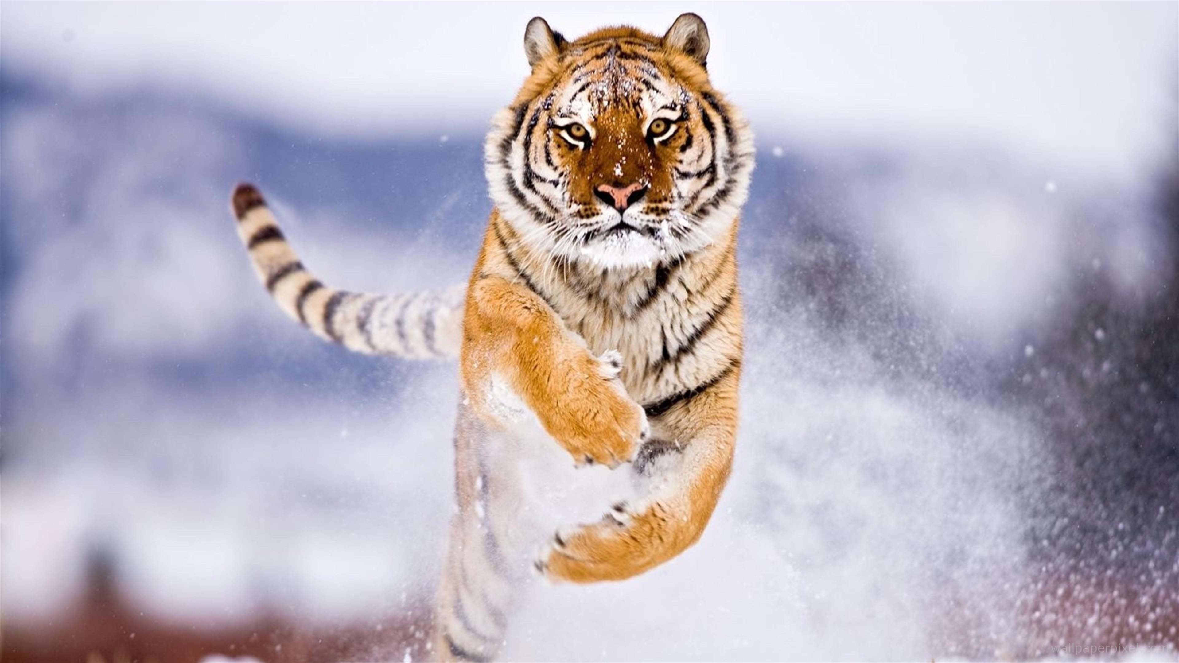 Animated Tiger Wallpapers