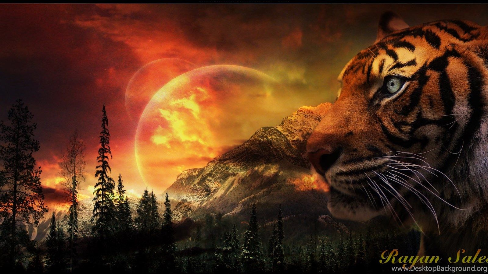 Animated Tiger Wallpapers