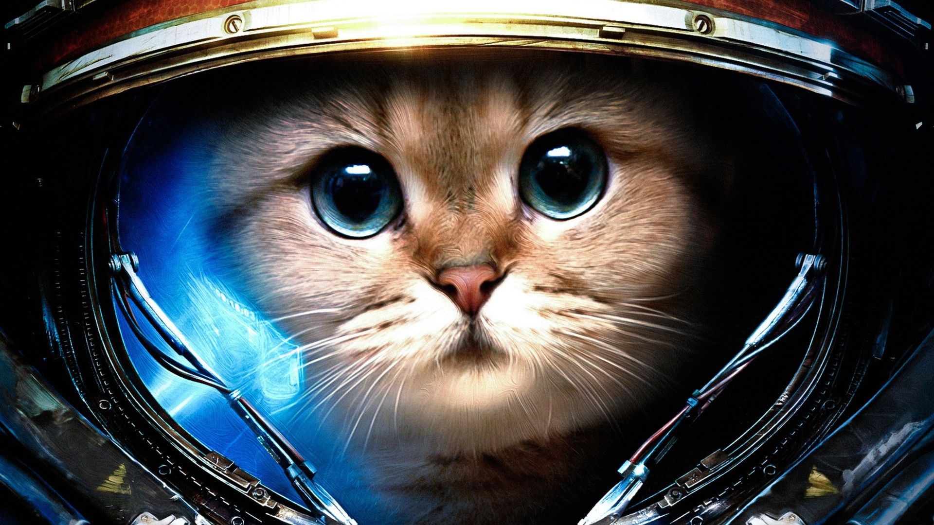 Astronaut Cat Wallpapers