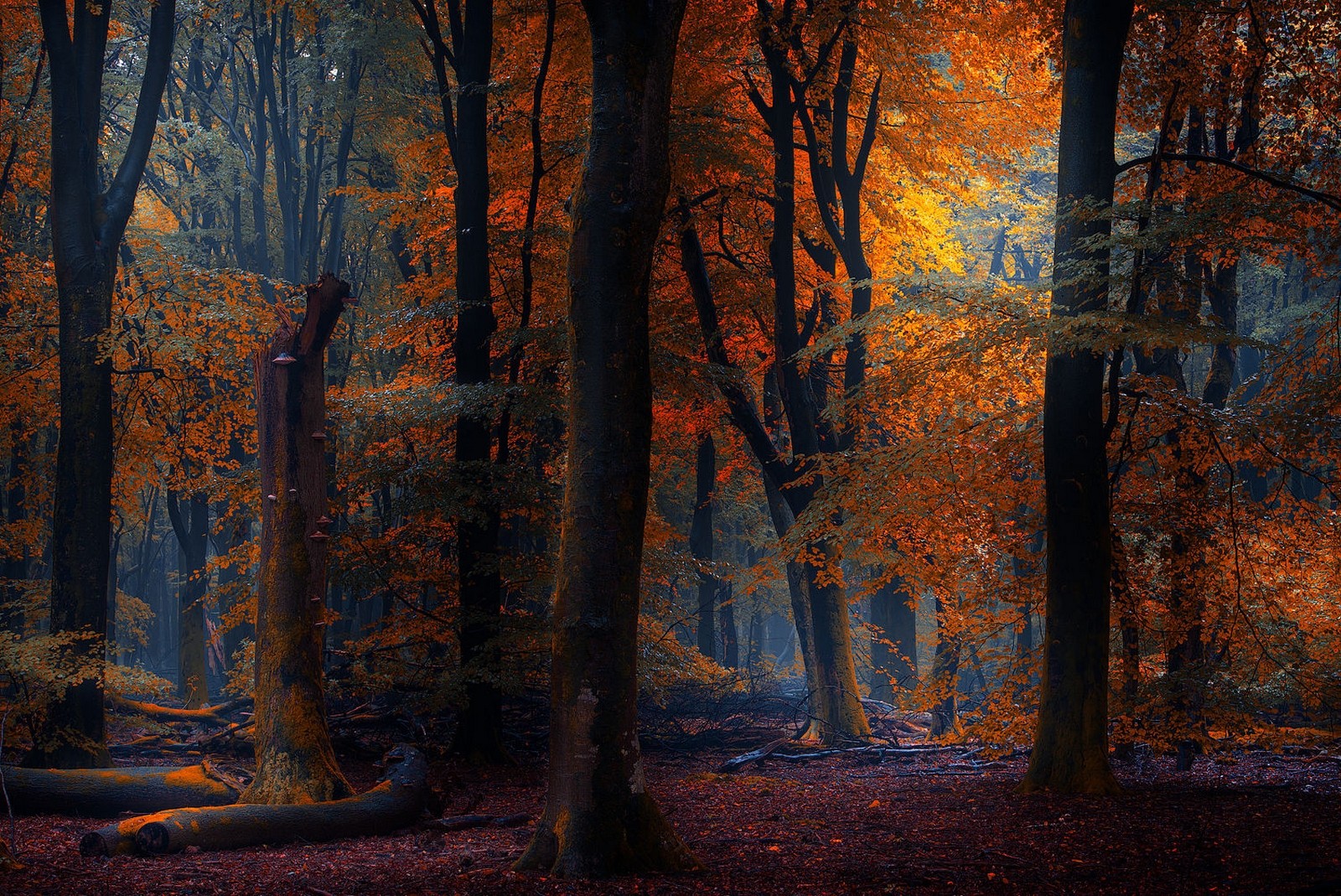 Autumn Forest At Night Wallpapers