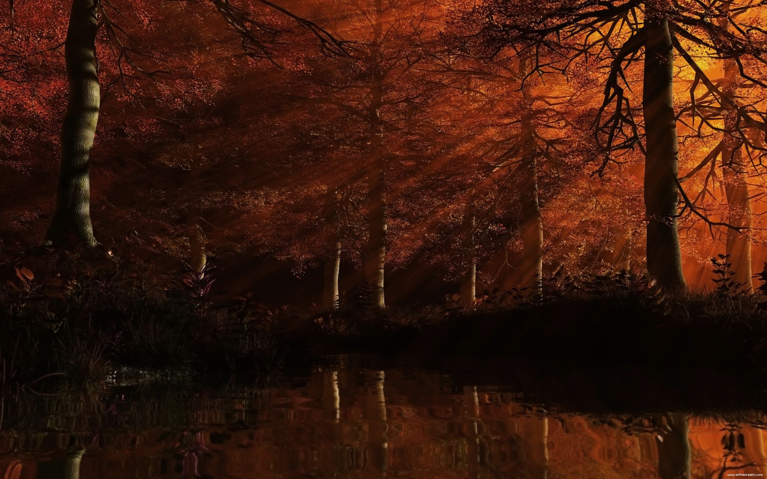 Autumn Forest At Night Wallpapers