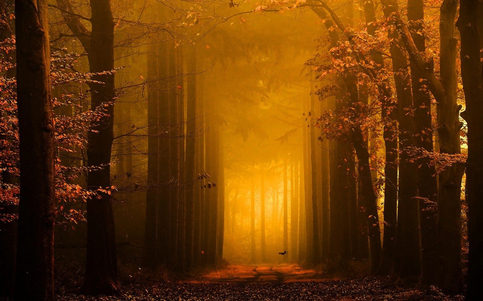 Autumn Forest At Night Wallpapers