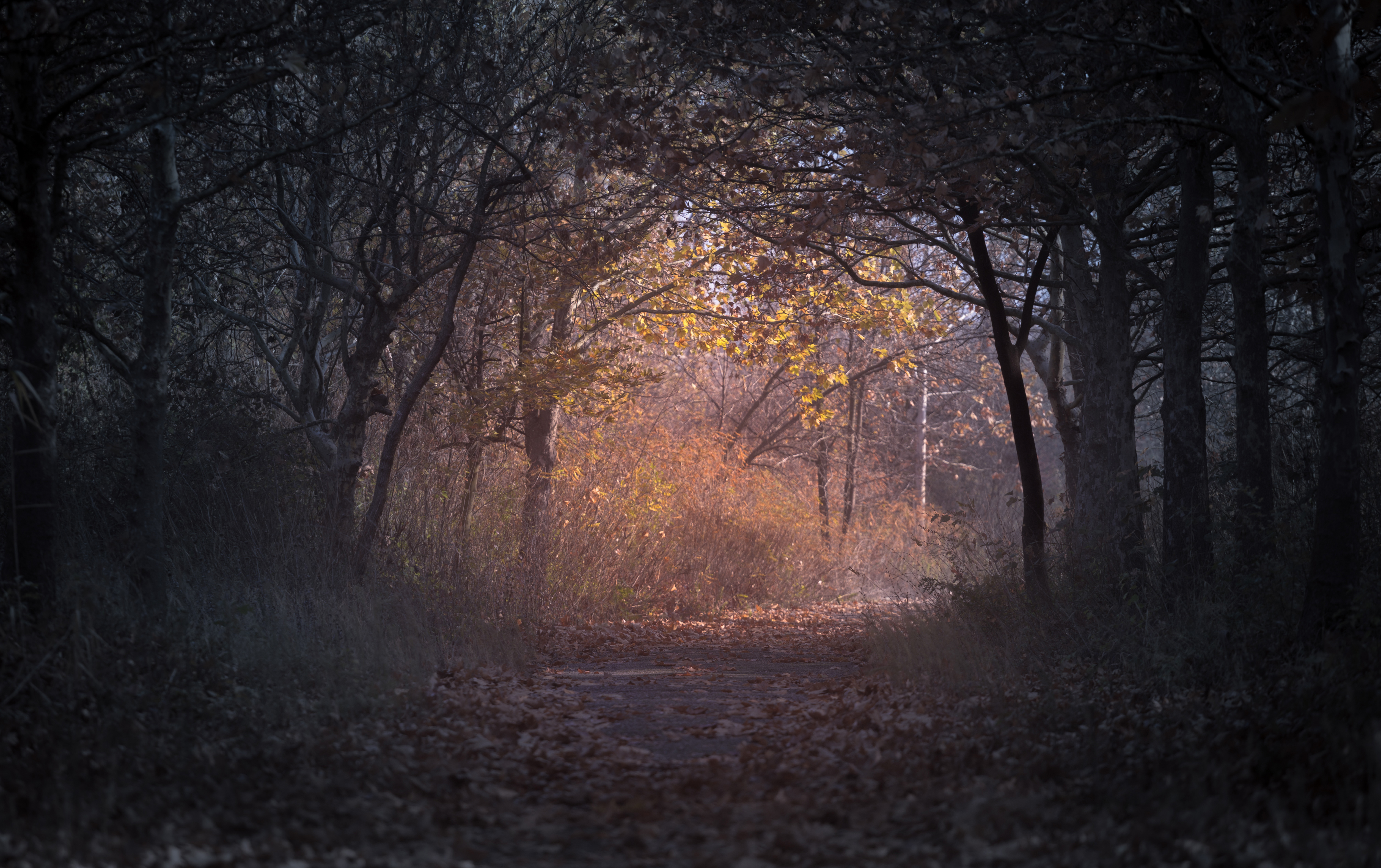 Autumn Forest At Night Wallpapers