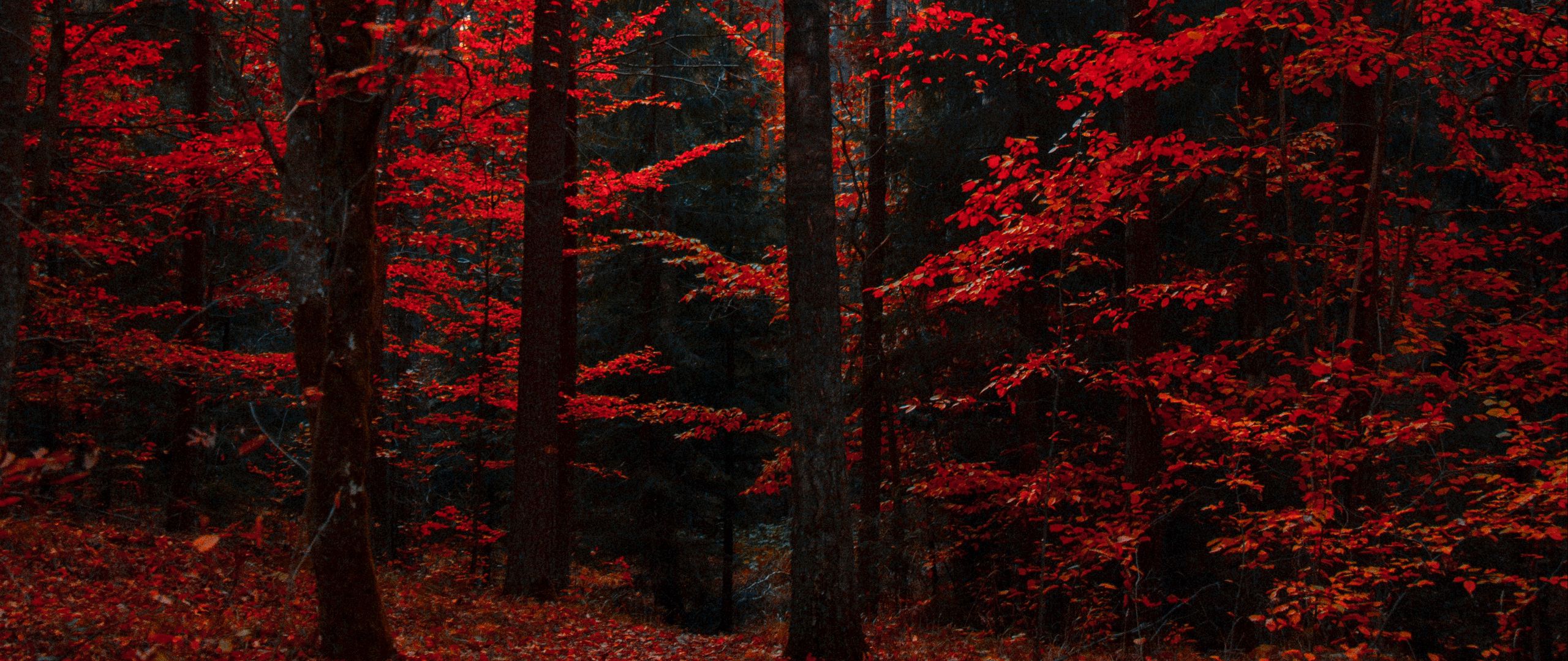 Autumn Forest At Night Wallpapers