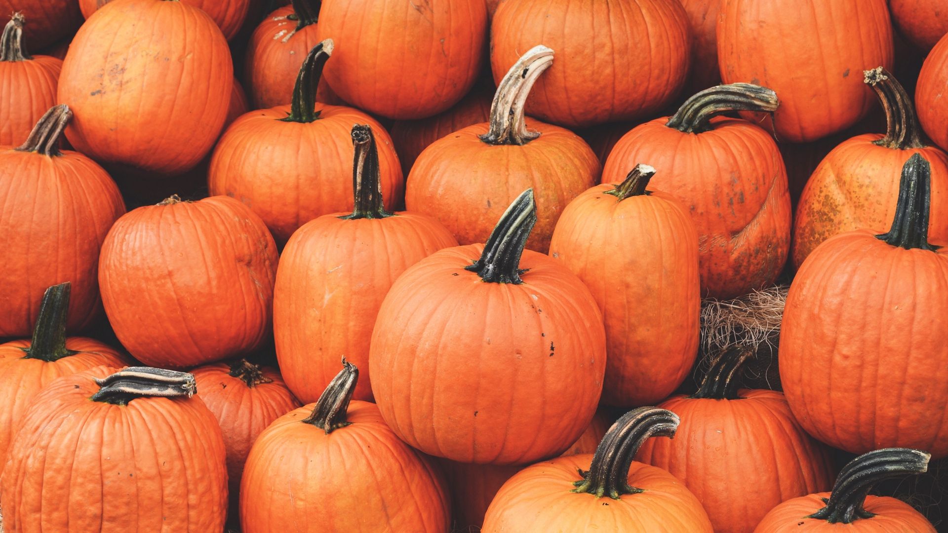 Autumn Pictures With Pumpkins For Desktop Wallpapers