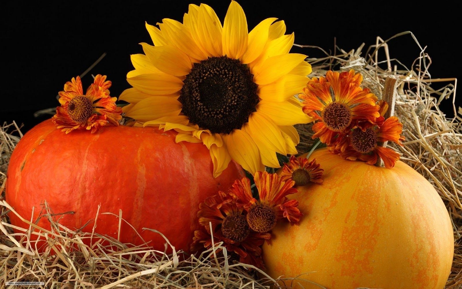 Autumn Pictures With Pumpkins For Desktop Wallpapers