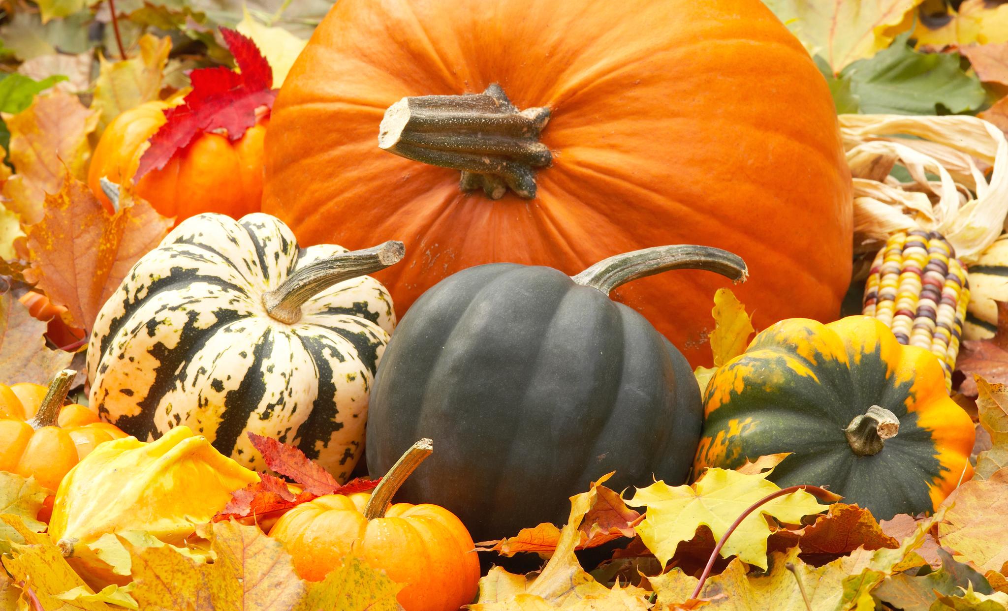 Autumn Pictures With Pumpkins For Desktop Wallpapers