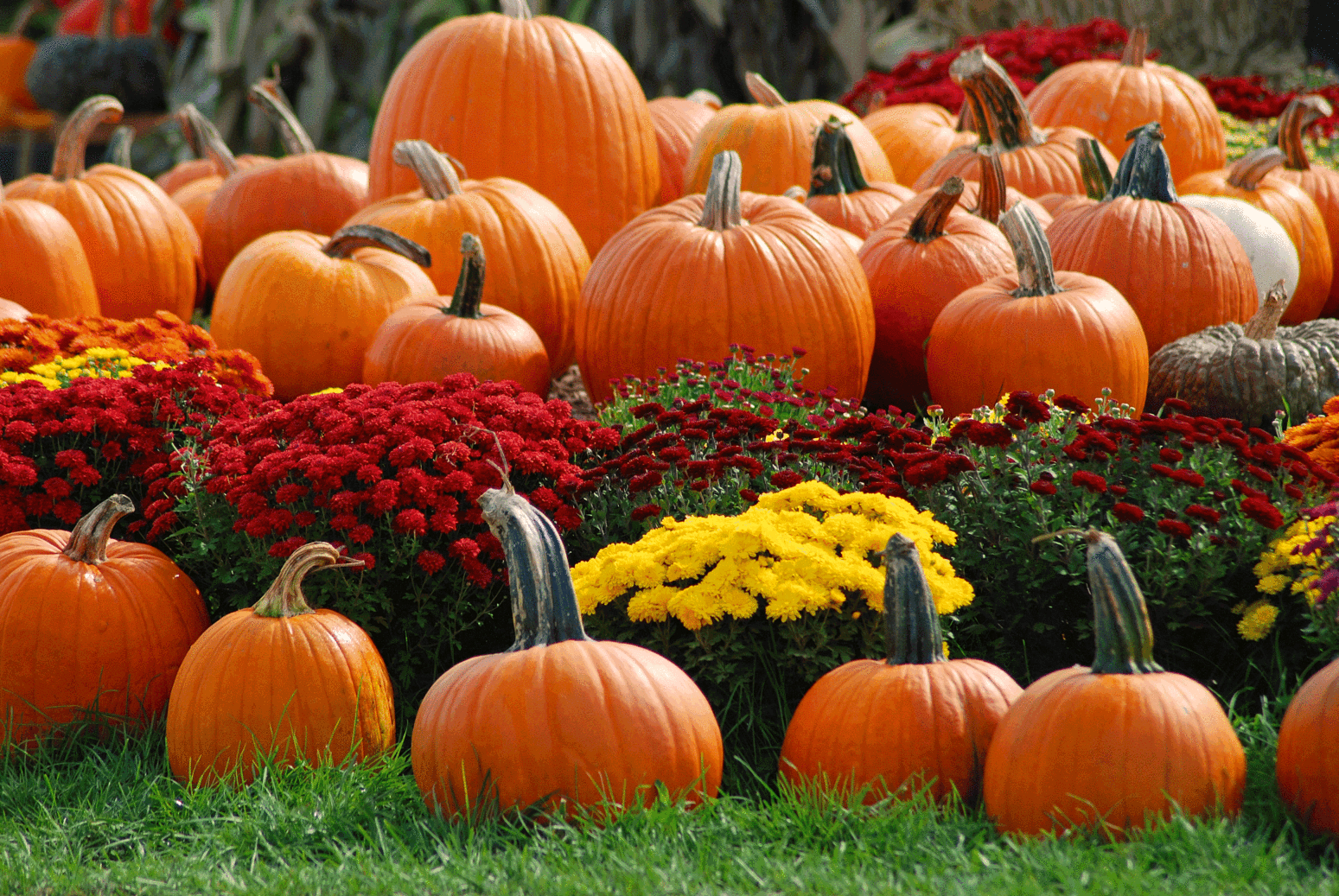 Autumn Pumpkins Wallpapers