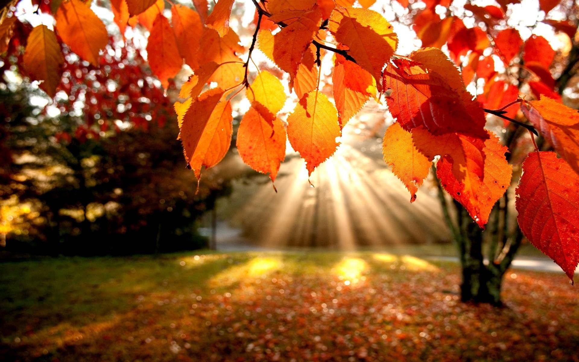 Autumn Sunrise Wallpapers