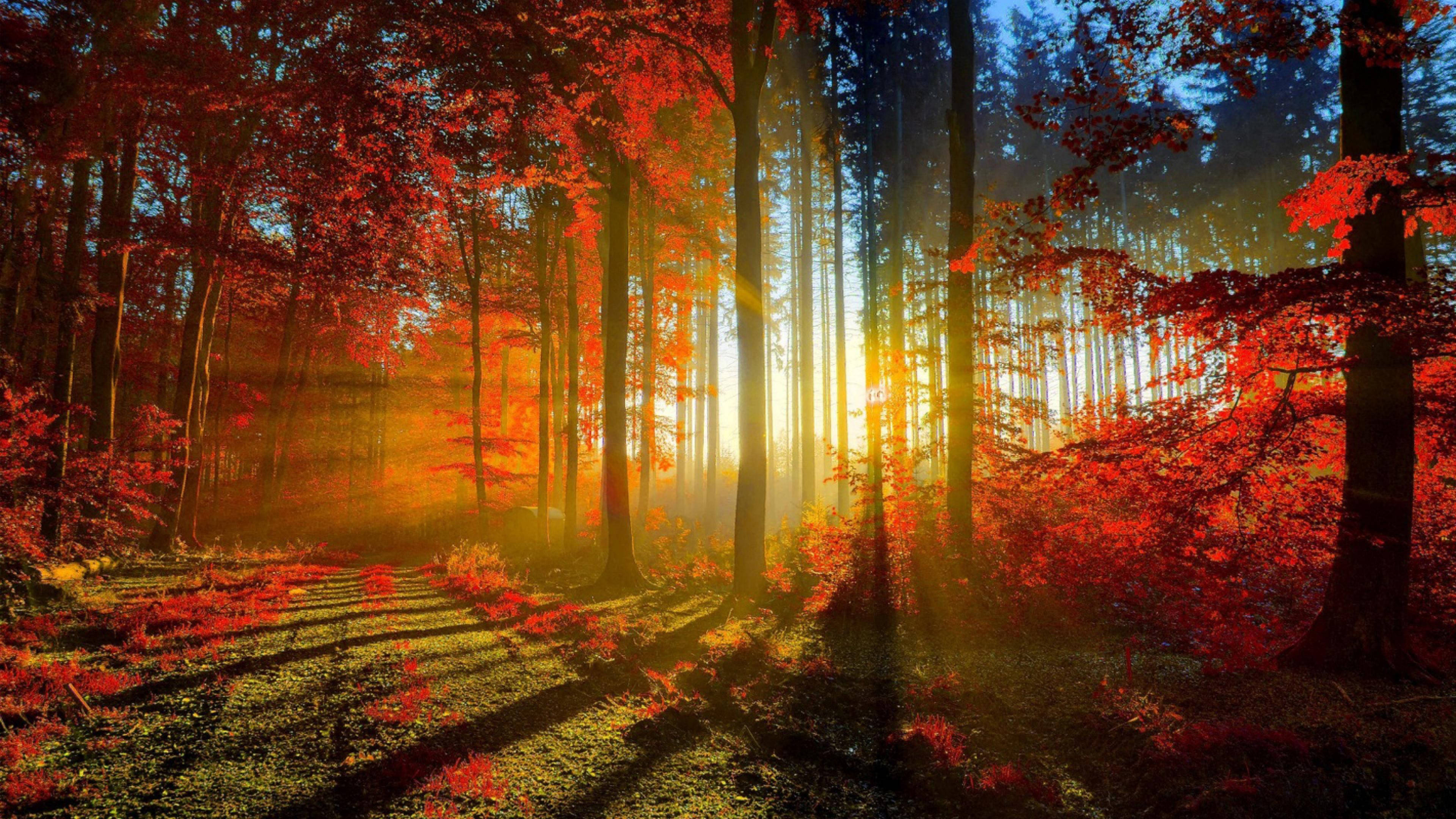 Autumn Sunrise Wallpapers