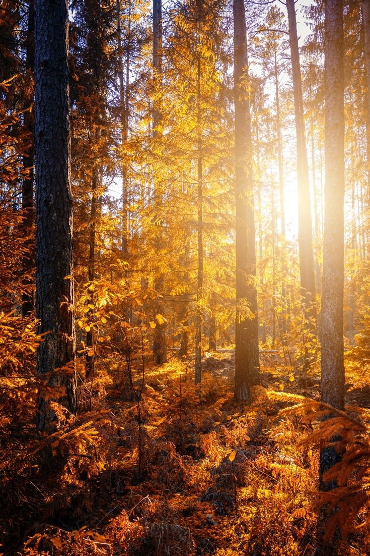 Autumn Sunrise Wallpapers