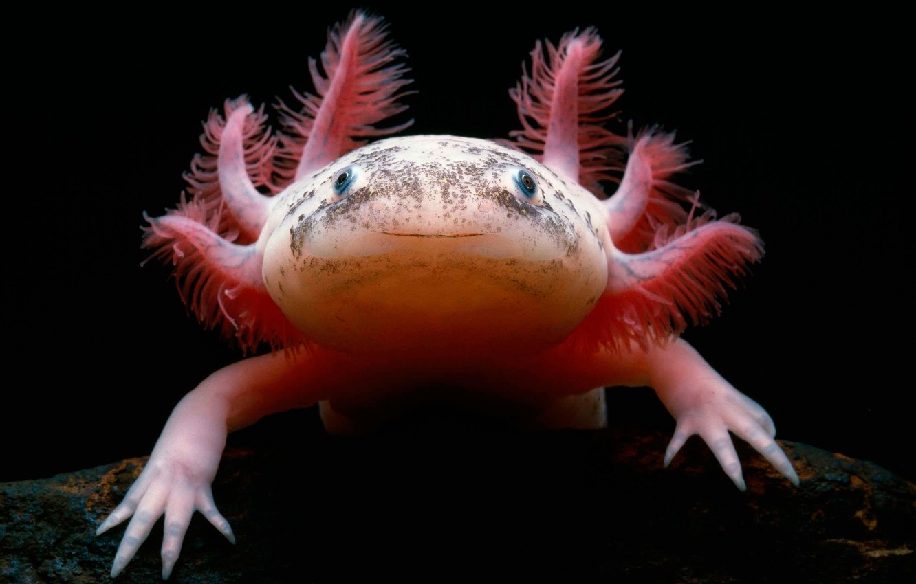 Axolotl Wallpapers