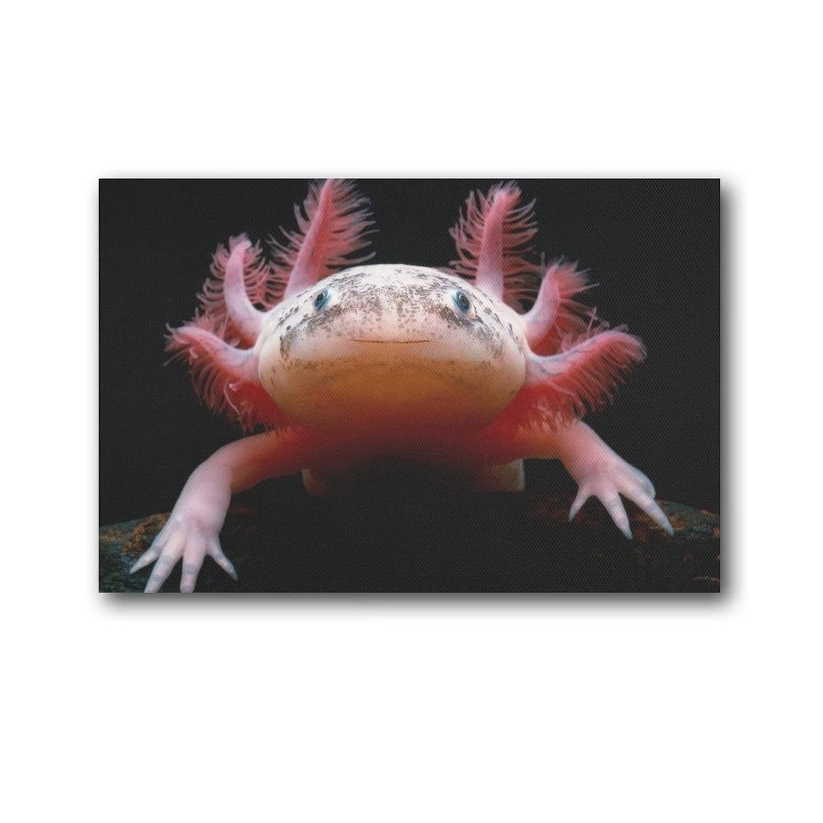 Axolotl Wallpapers