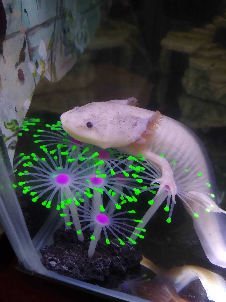 Axolotl Wallpapers