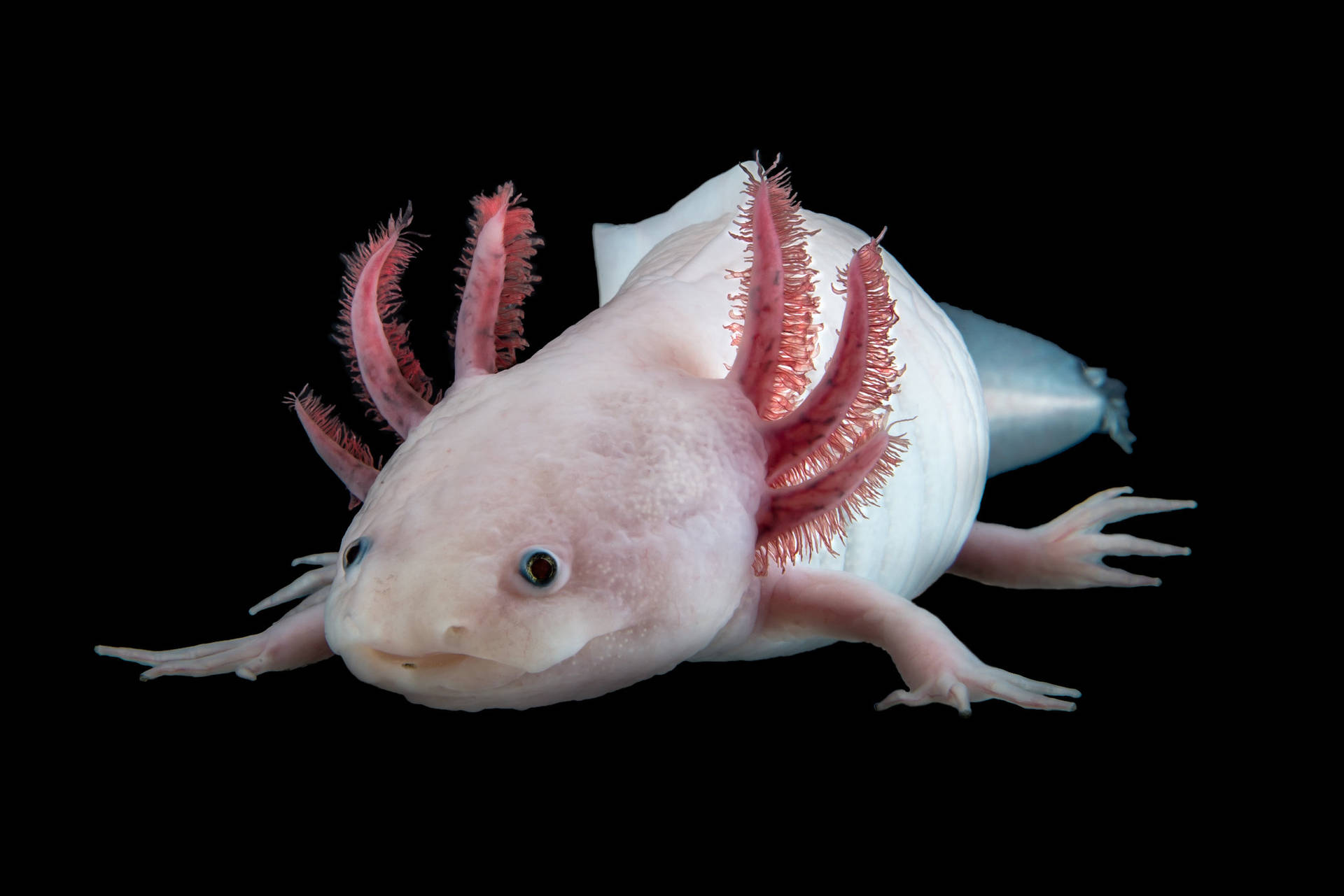 Axolotl Wallpapers