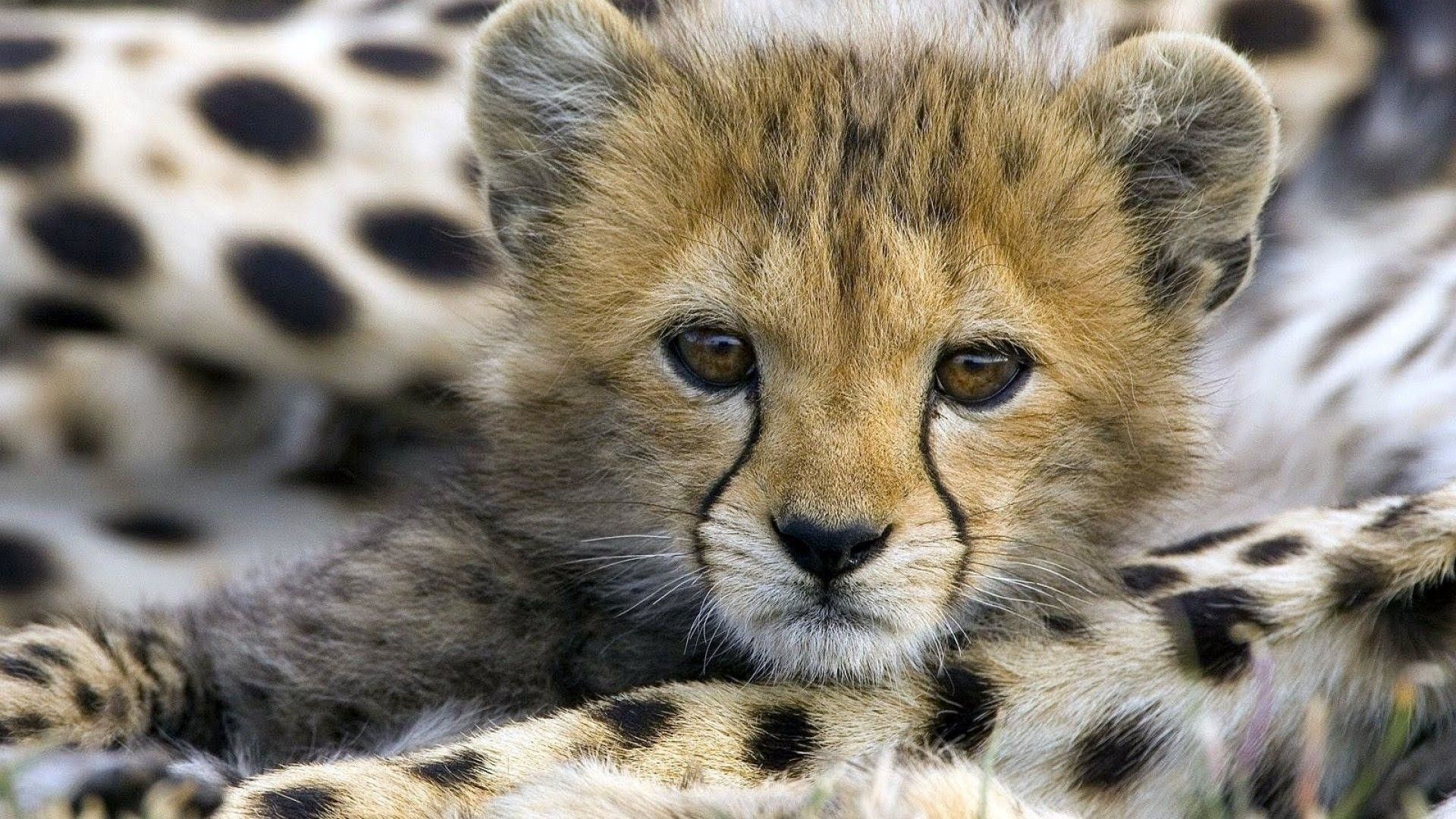 Baby Cheeta Pictures Wallpapers