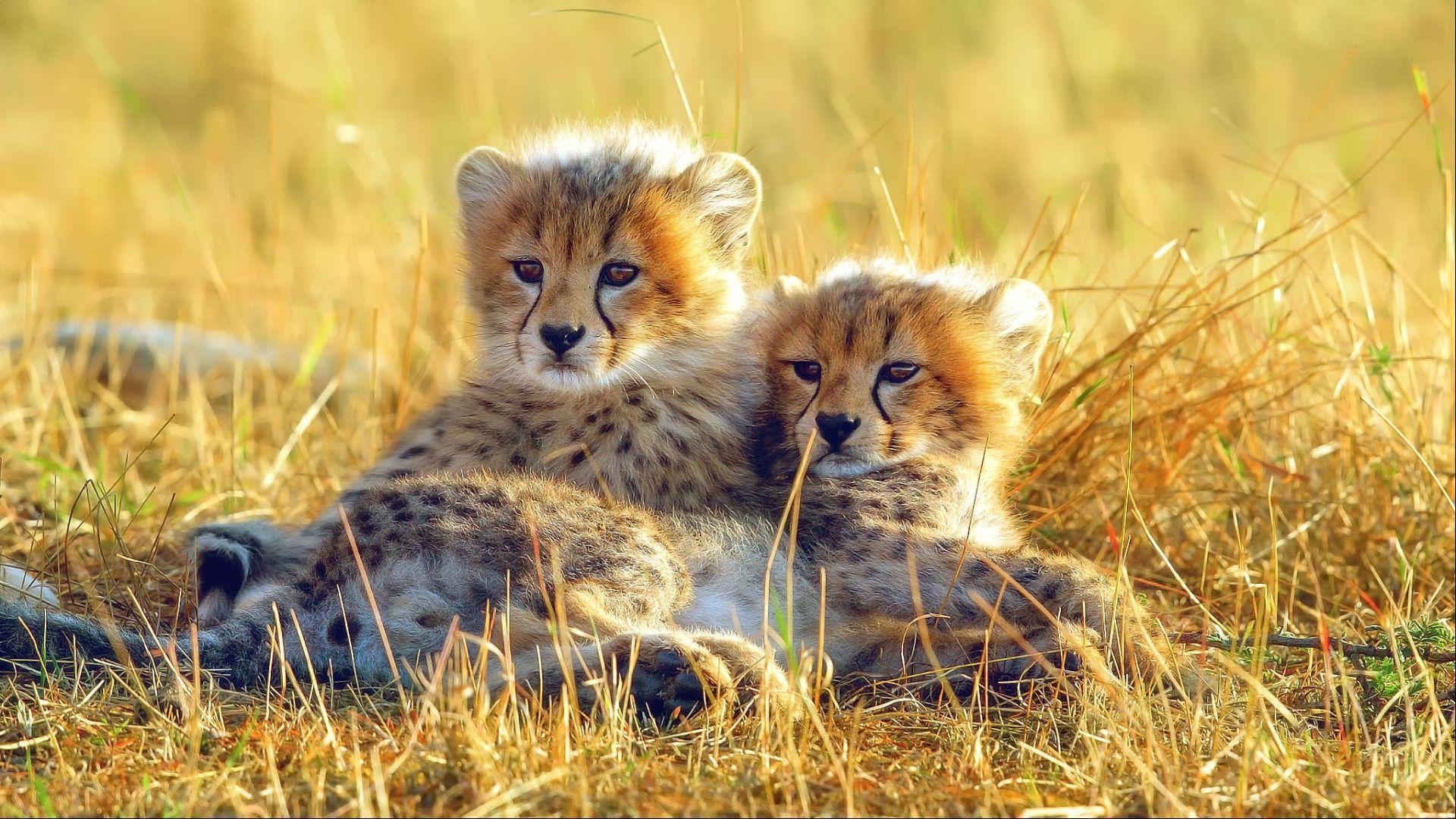 Baby Cheeta Pictures Wallpapers