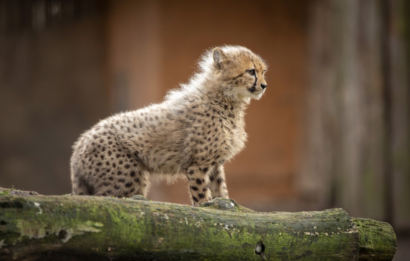 Baby Cheeta Pictures Wallpapers