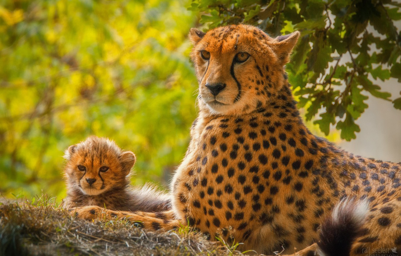 Baby Cheeta Pictures Wallpapers