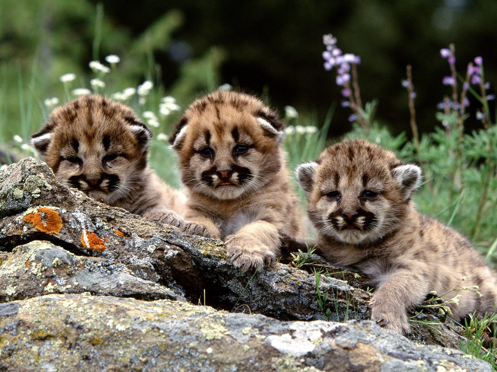 Baby Cheeta Pictures Wallpapers