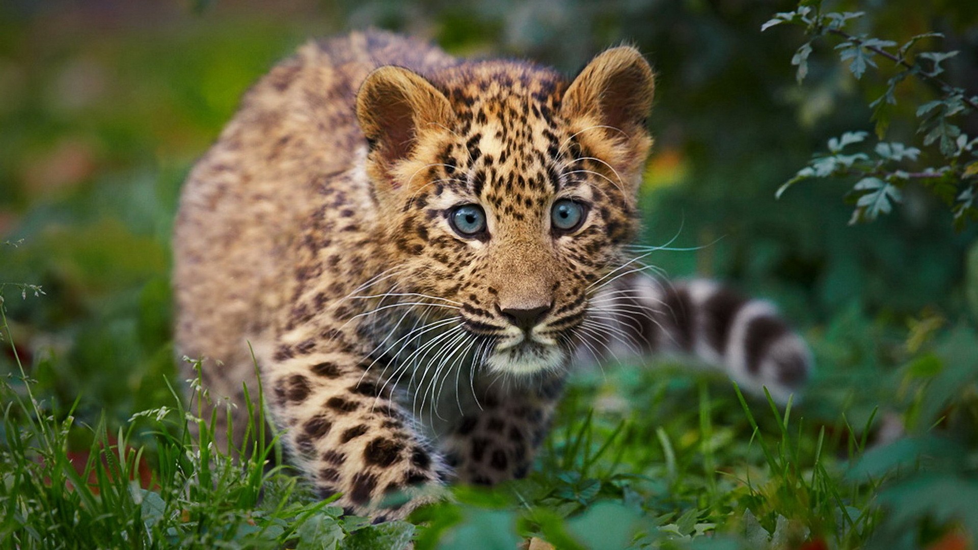 Baby Cheeta Pictures Wallpapers