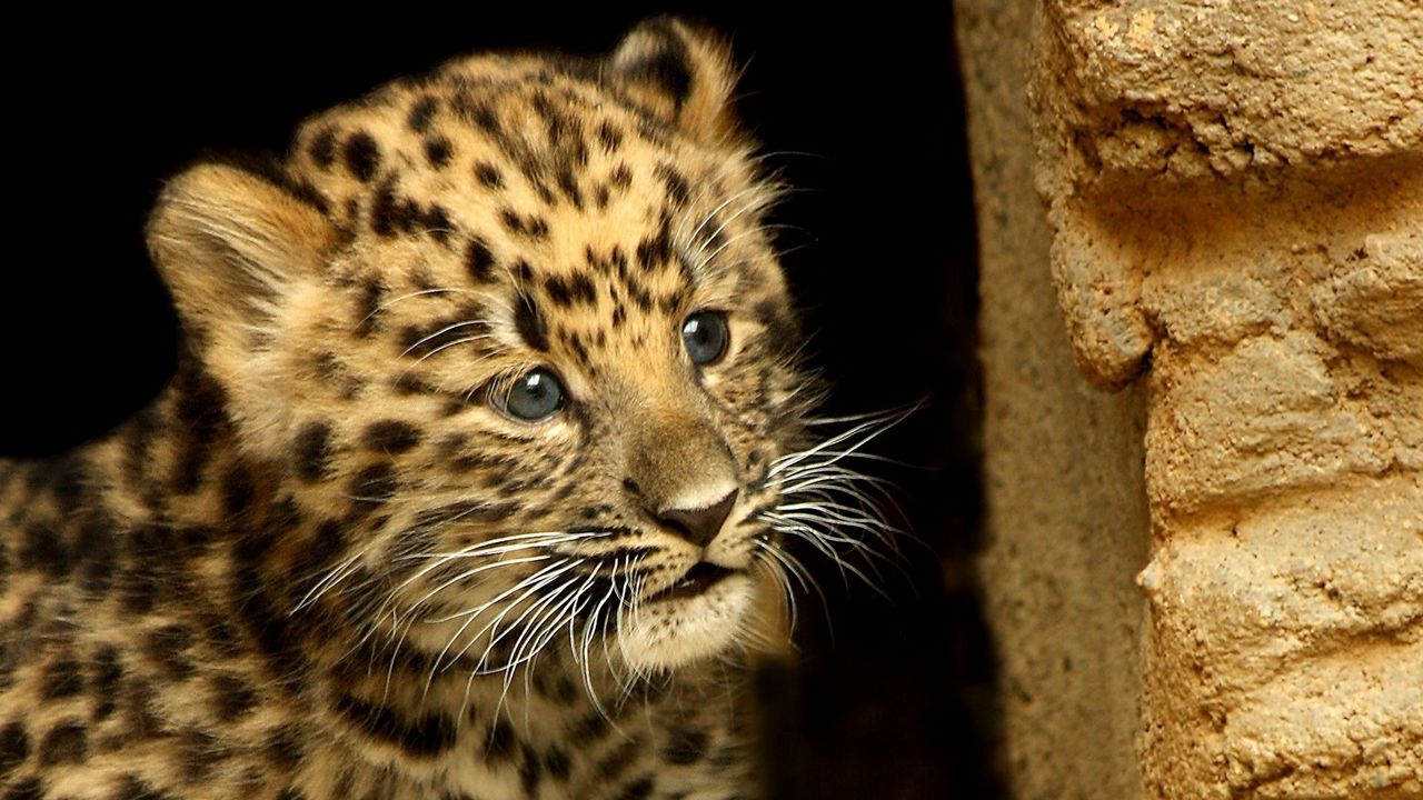 Baby Cheeta Pictures Wallpapers