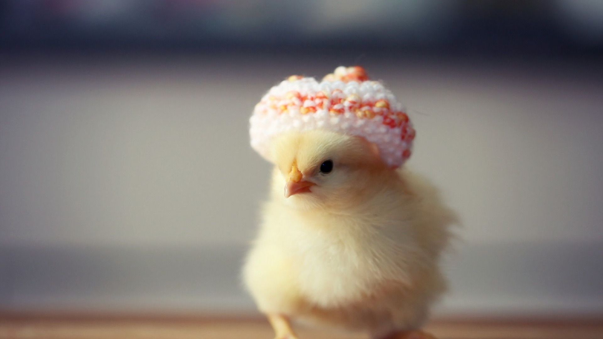 Baby Chick Wallpapers