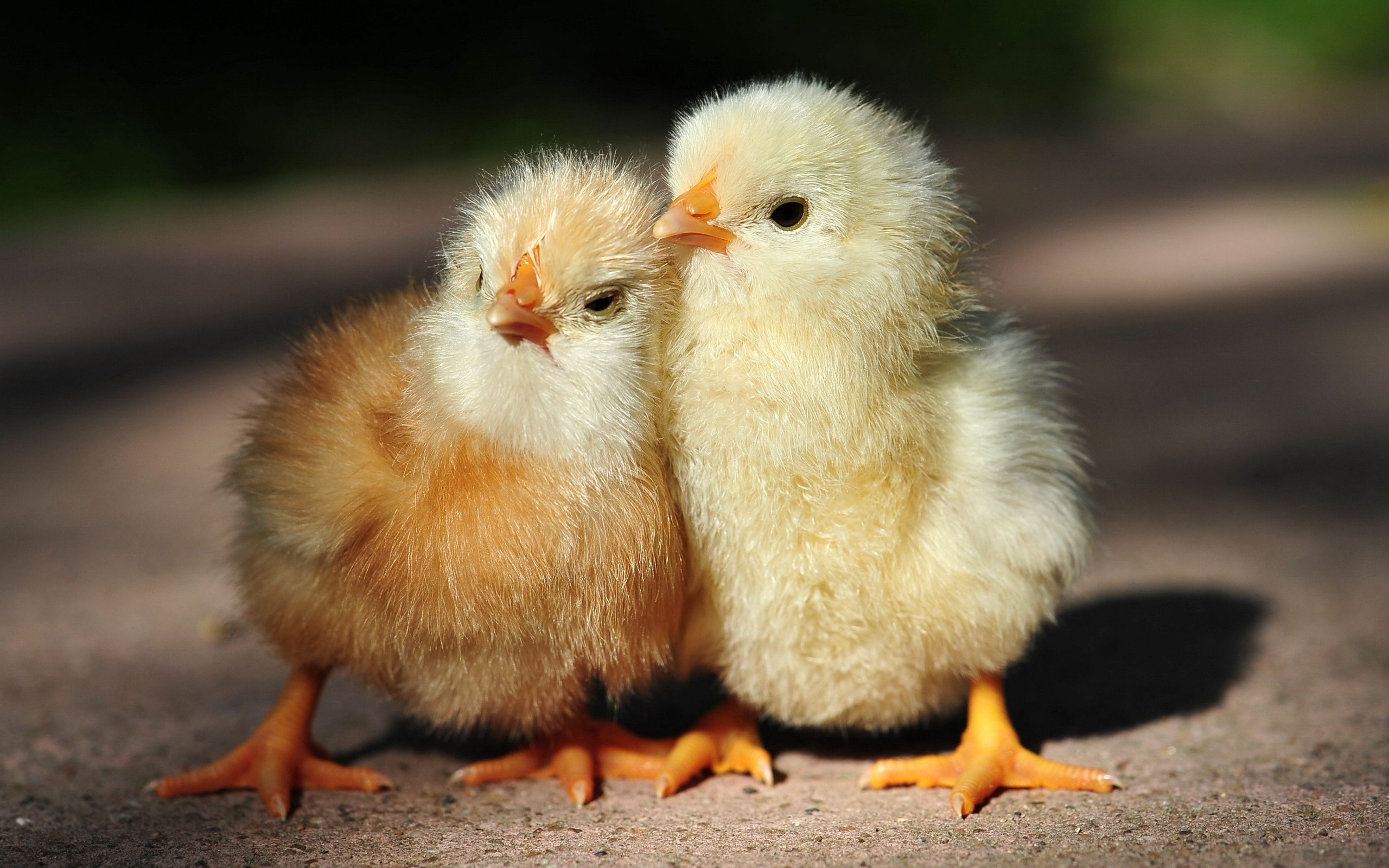 Baby Chick Wallpapers