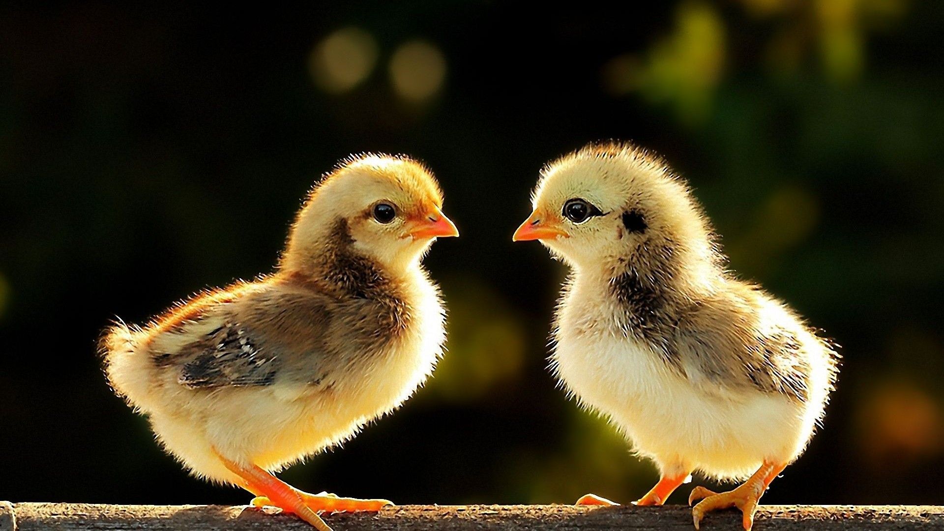 Baby Chick Wallpapers