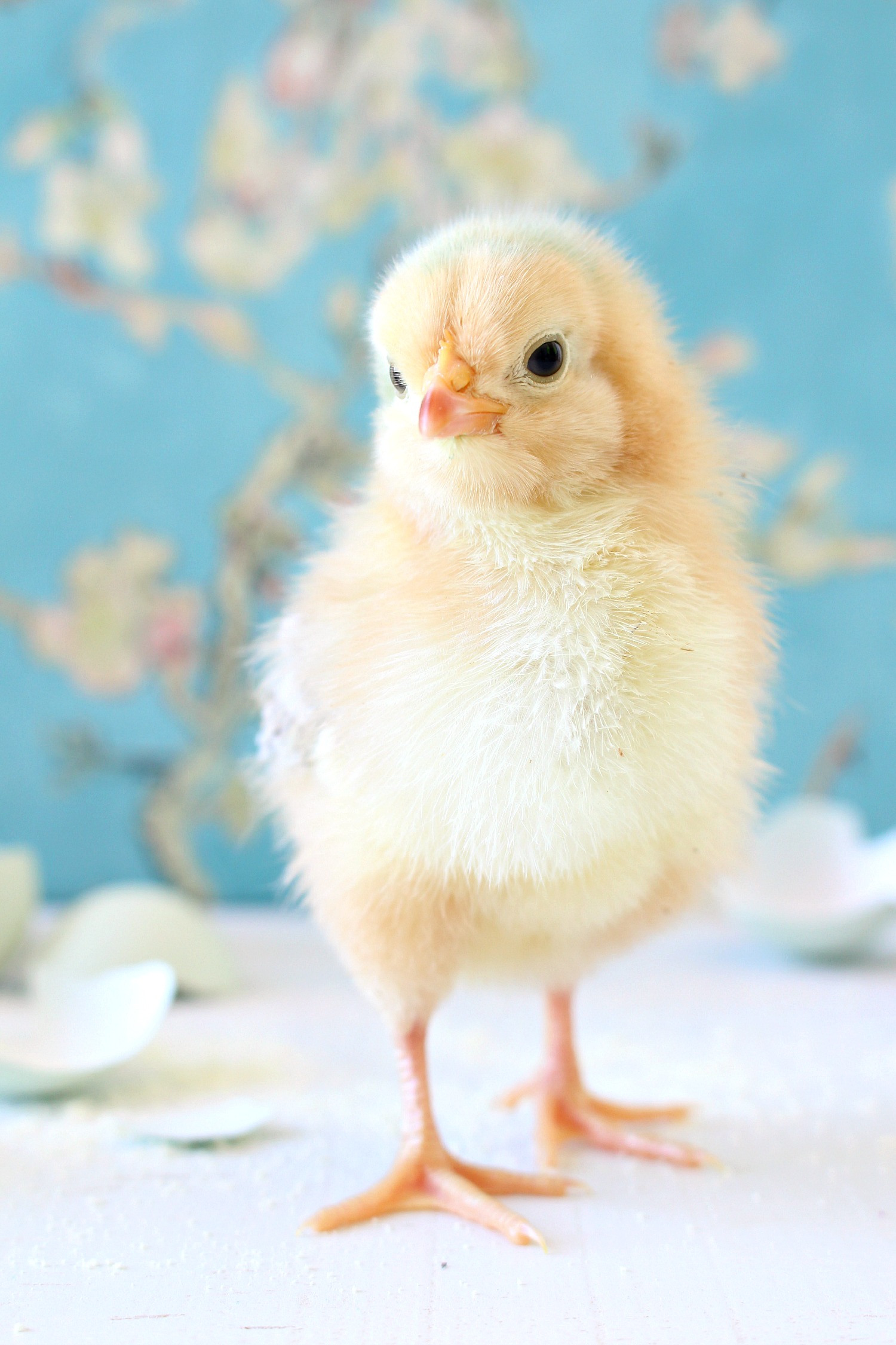 Baby Chick Wallpapers