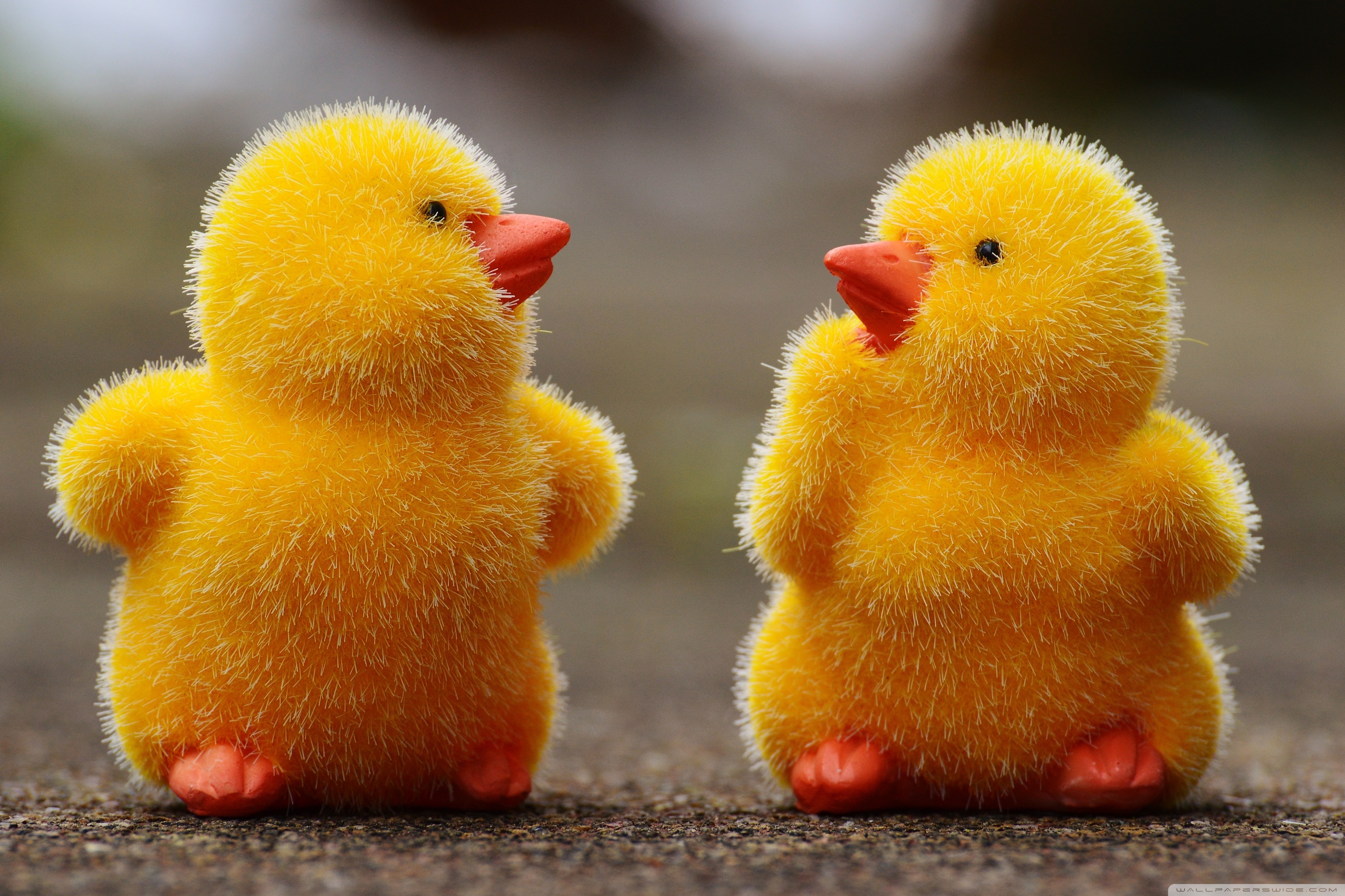 Baby Chick Wallpapers